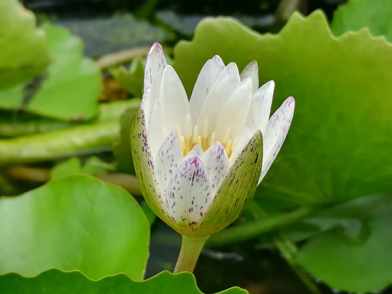 HUAWEI GR5 2017 sample photo. Lotus, white photography