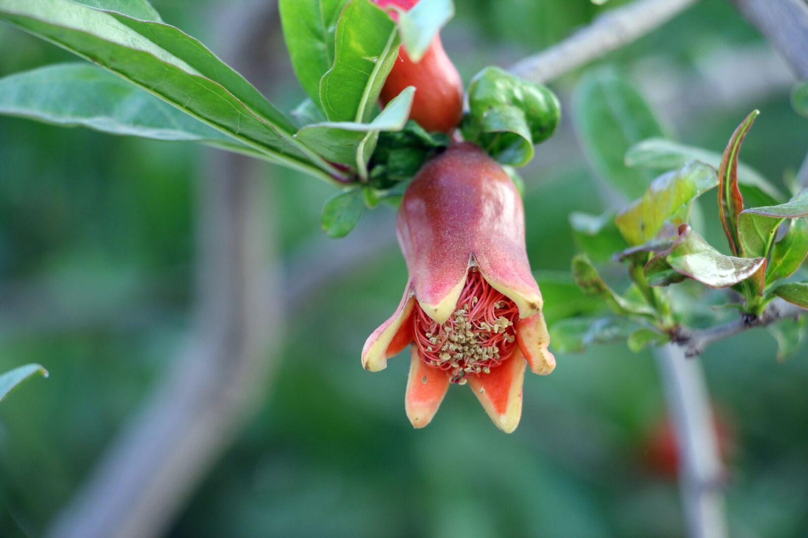 Canon EOS 60D sample photo. Nature, tree, fruit photography