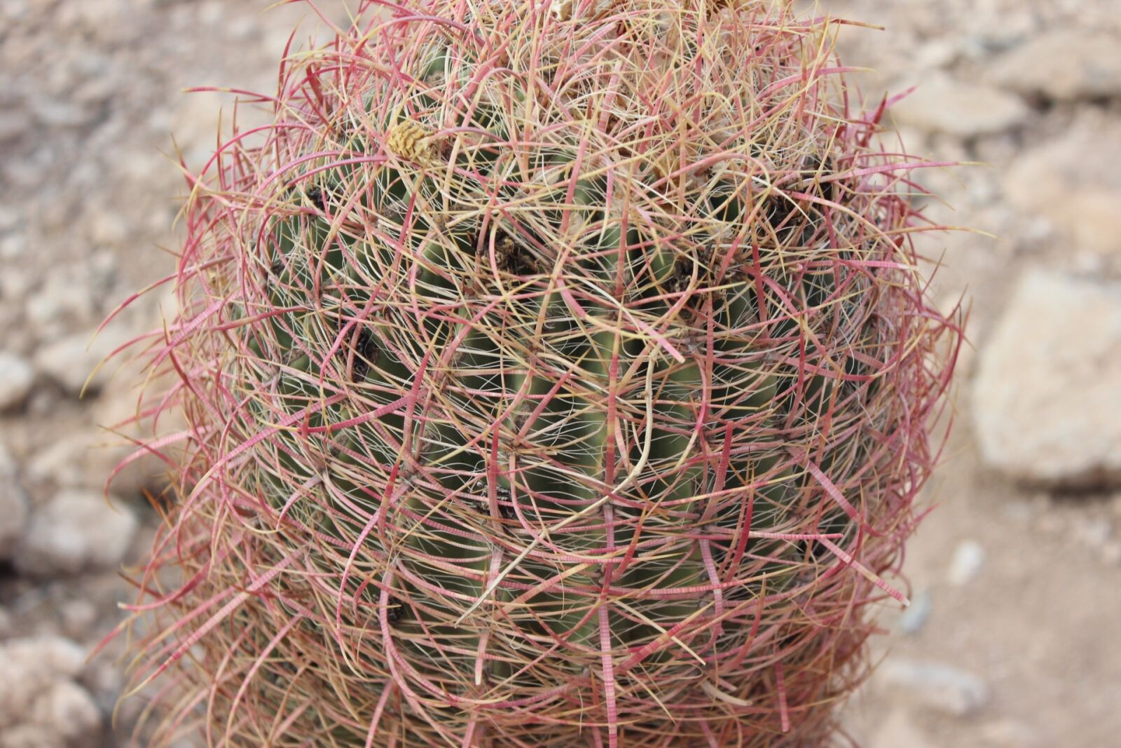 Canon EOS 600D (Rebel EOS T3i / EOS Kiss X5) sample photo. Cactus, plant, desert photography