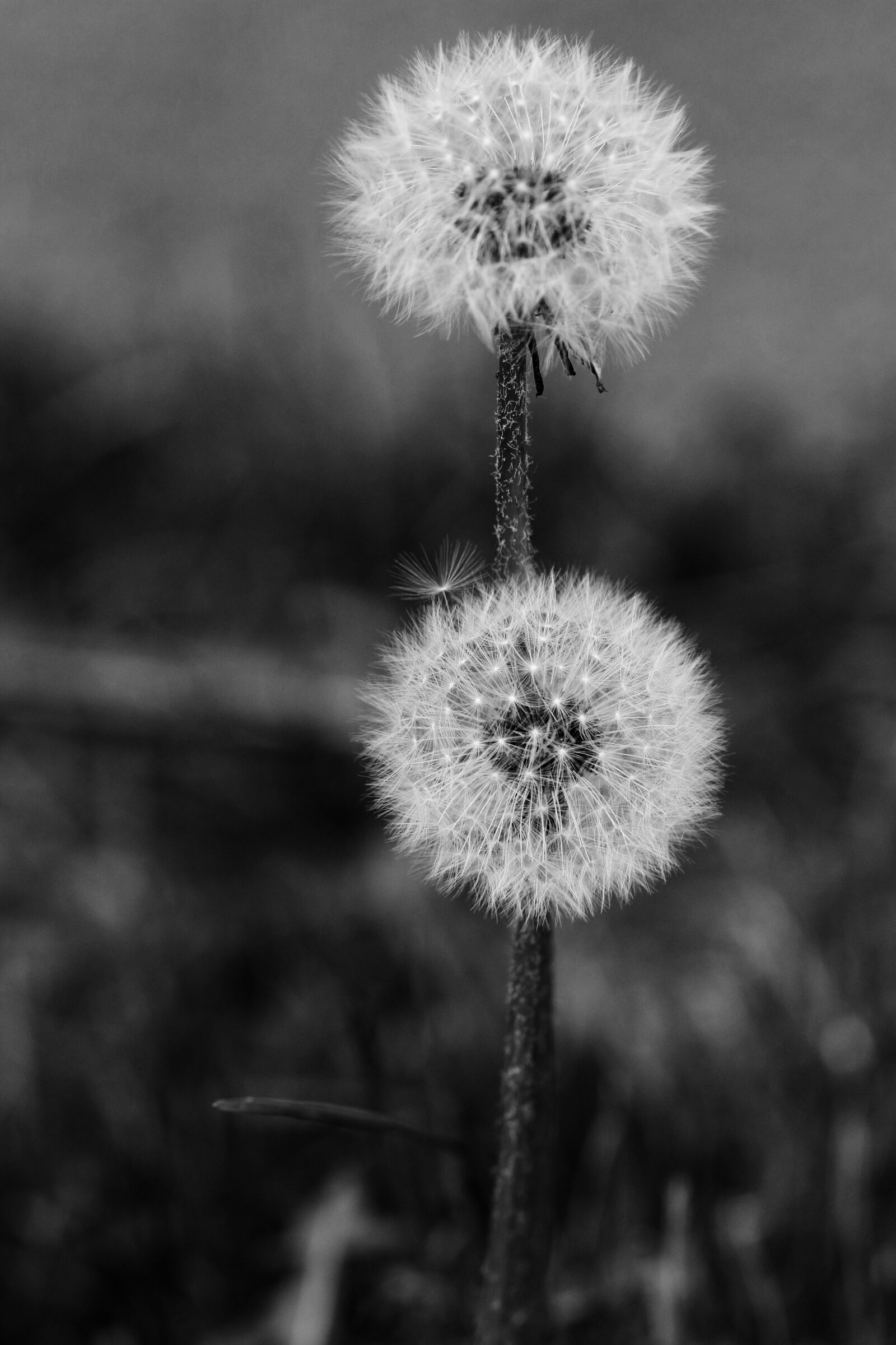 Canon EOS 7D Mark II sample photo. Dandelion, spring flower, nature photography