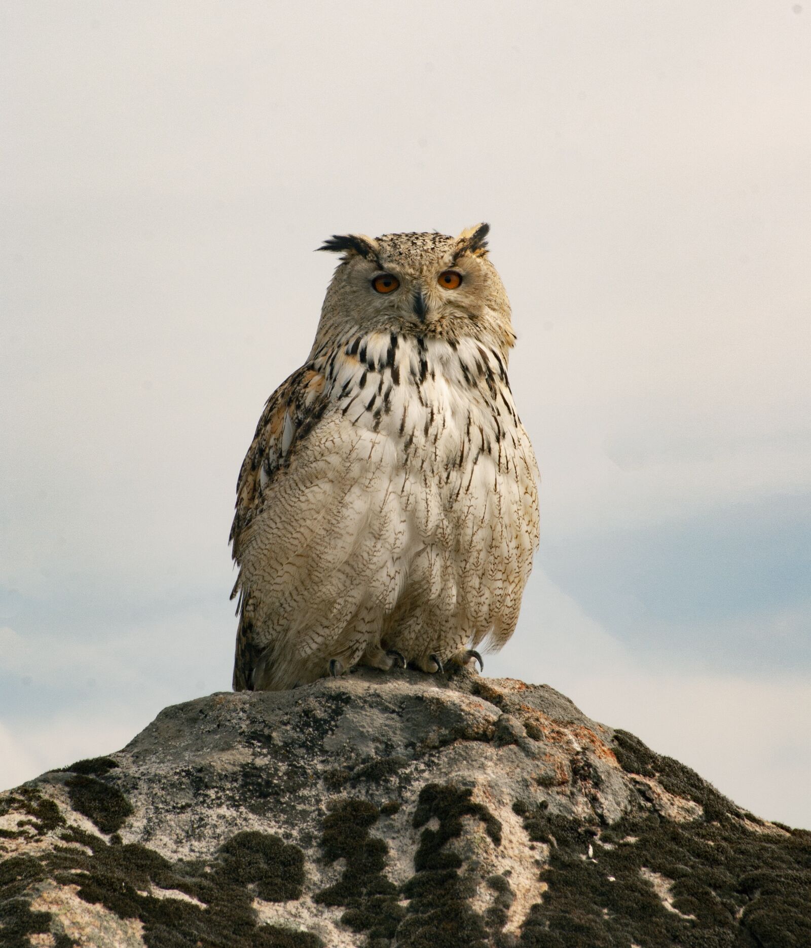 Sony Alpha DSLR-A100 sample photo. Buho, animals, fauna photography