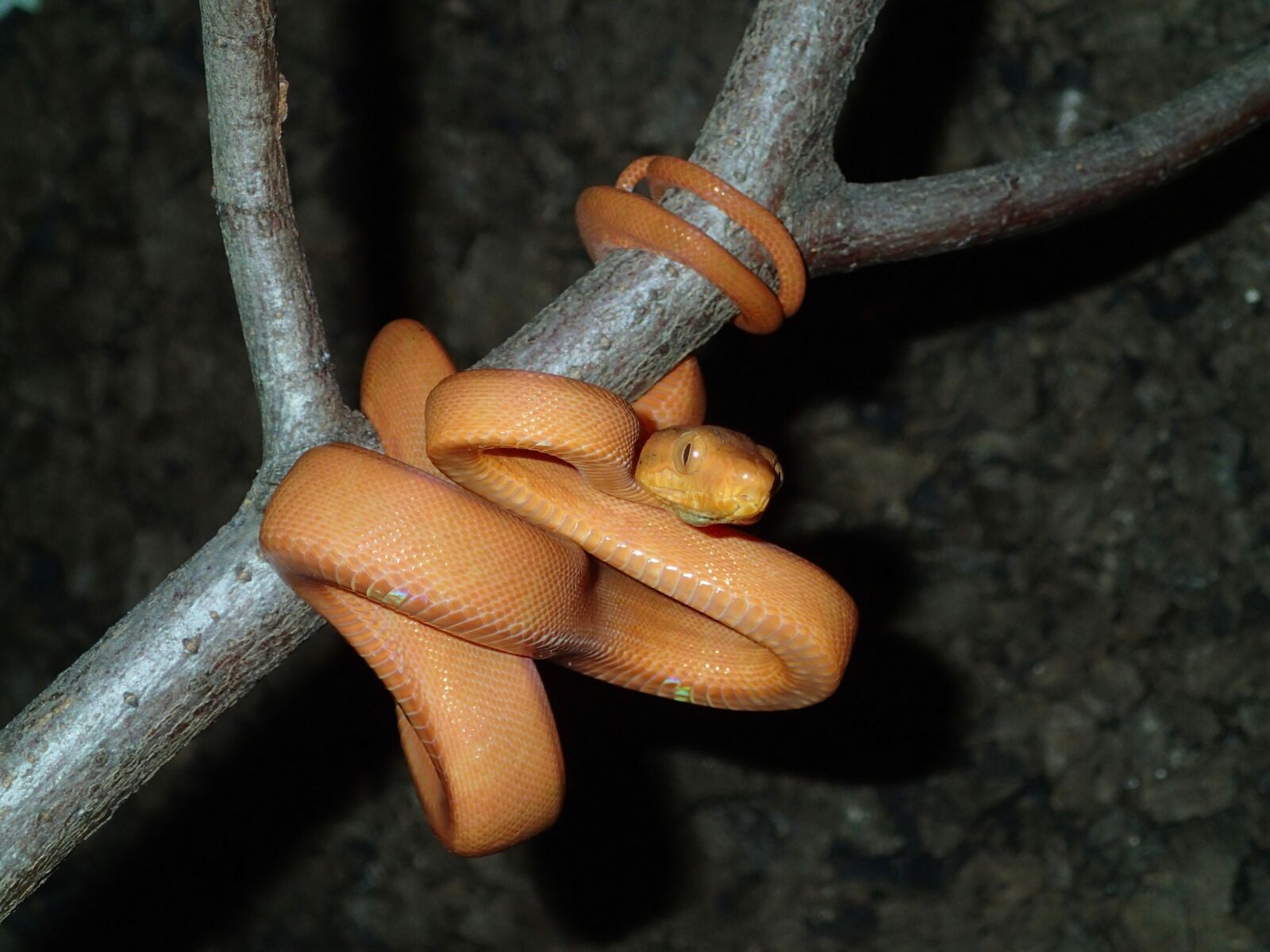 Olympus TG-1 sample photo. Snake, boa, corallus photography