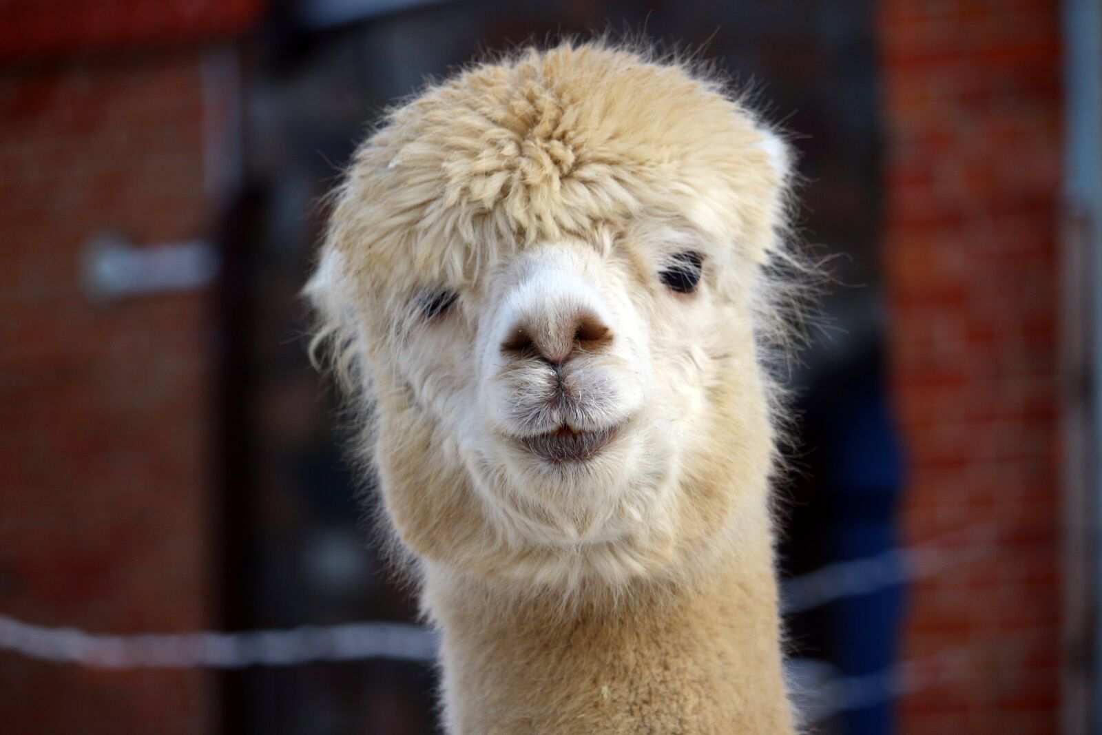 Canon EOS 100D (EOS Rebel SL1 / EOS Kiss X7) sample photo. Alpaca, animal, fluffy photography
