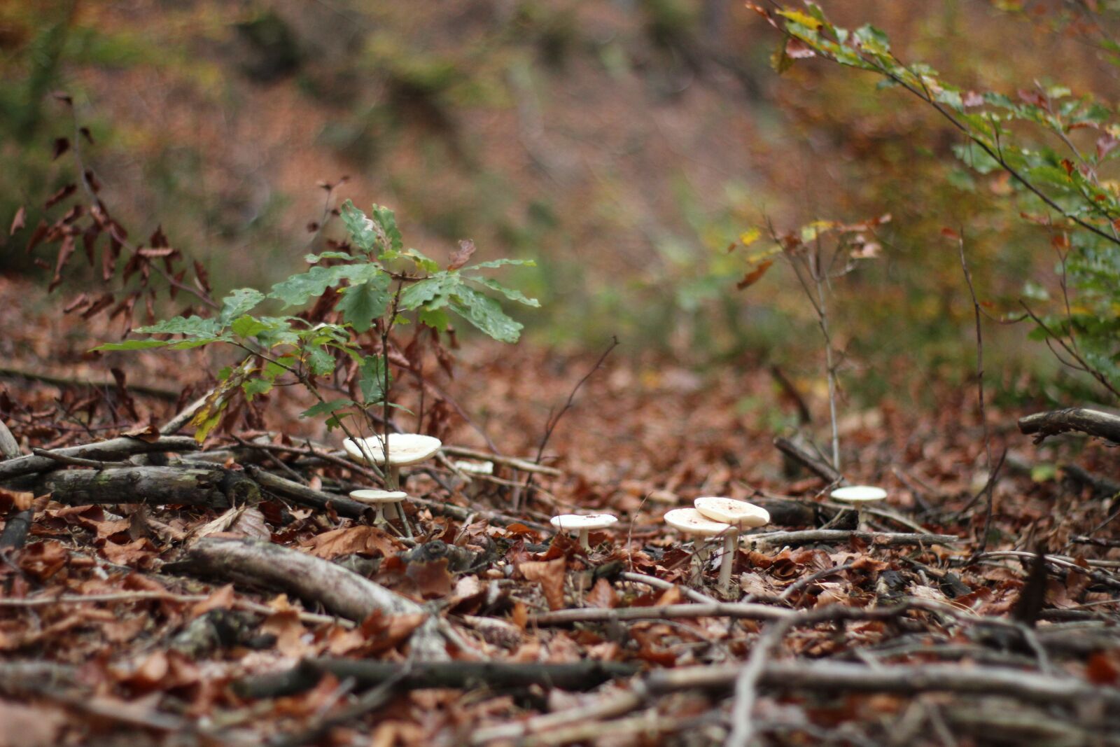 Canon EOS 1300D (EOS Rebel T6 / EOS Kiss X80) sample photo. Forest, forest floor, nature photography