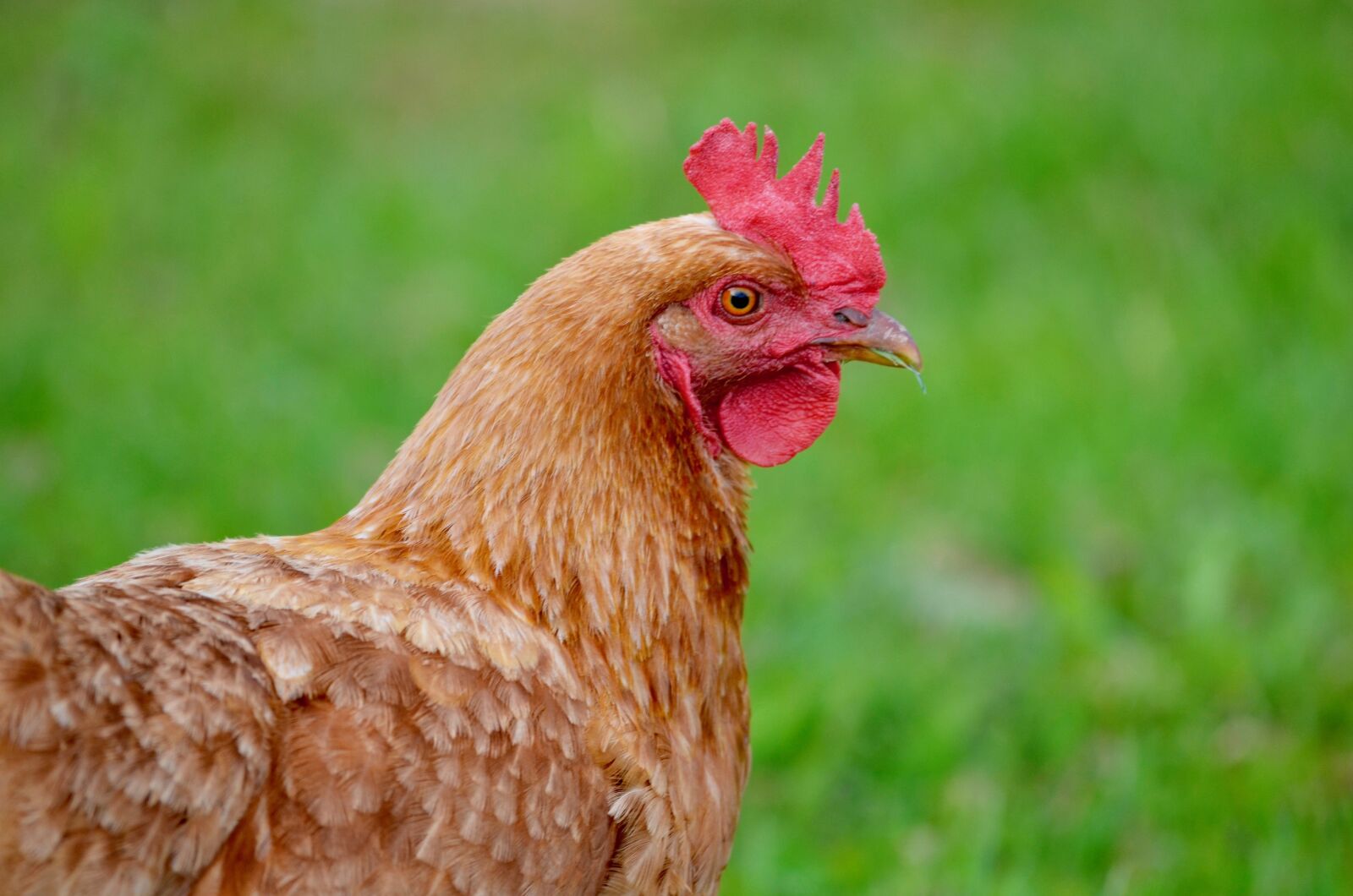 Nikon D5100 sample photo. Chicken, animal portrait, poultry photography