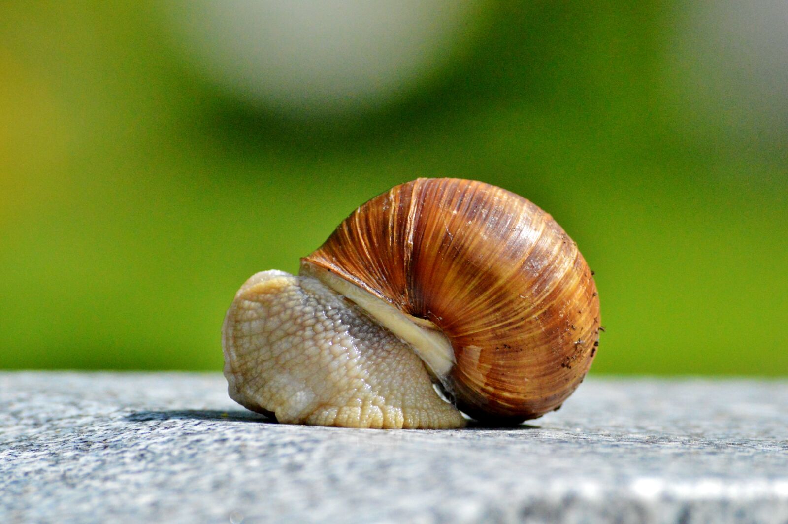 Nikon D3200 sample photo. Snail, shell, mollusk photography