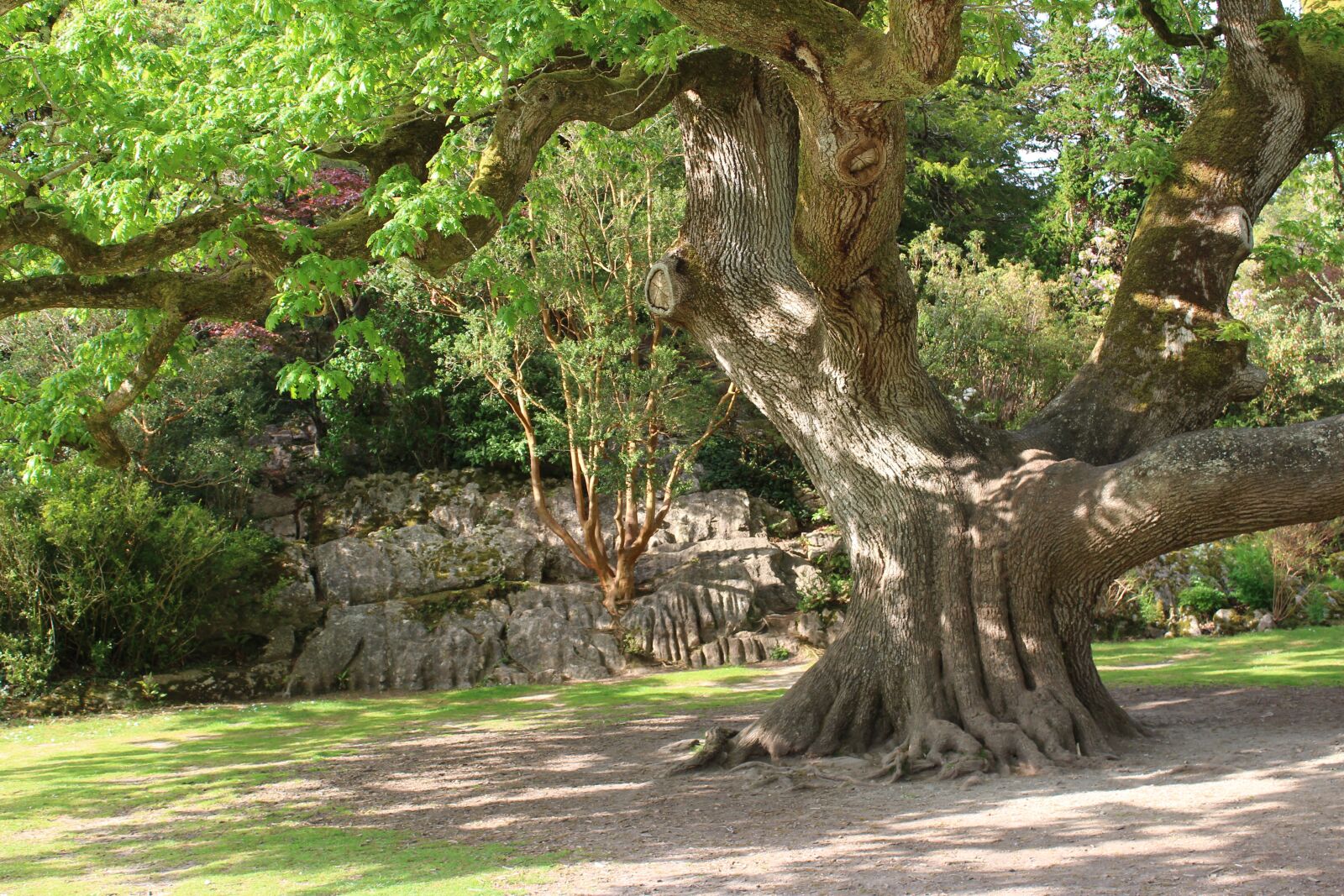 Canon EOS 1200D (EOS Rebel T5 / EOS Kiss X70 / EOS Hi) sample photo. Tree, shadow, light photography
