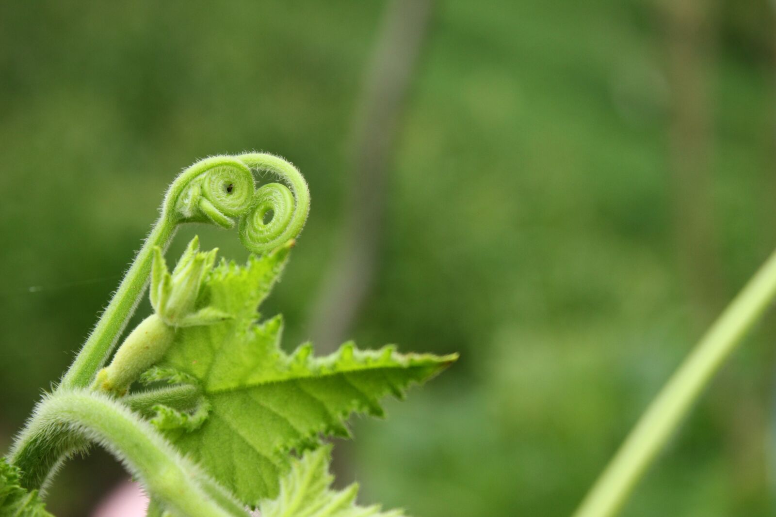 Canon EOS 600D (Rebel EOS T3i / EOS Kiss X5) sample photo. Plant, green, bud photography