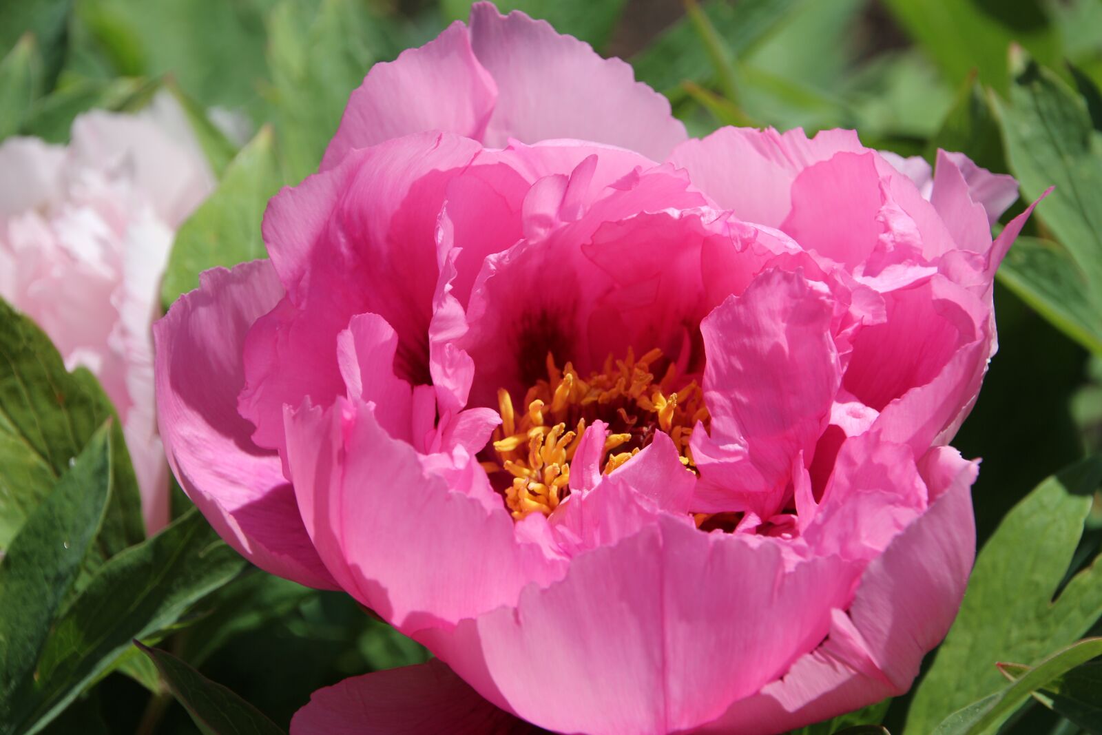 Canon EOS 650D (EOS Rebel T4i / EOS Kiss X6i) sample photo. Common peony, nature, plant photography