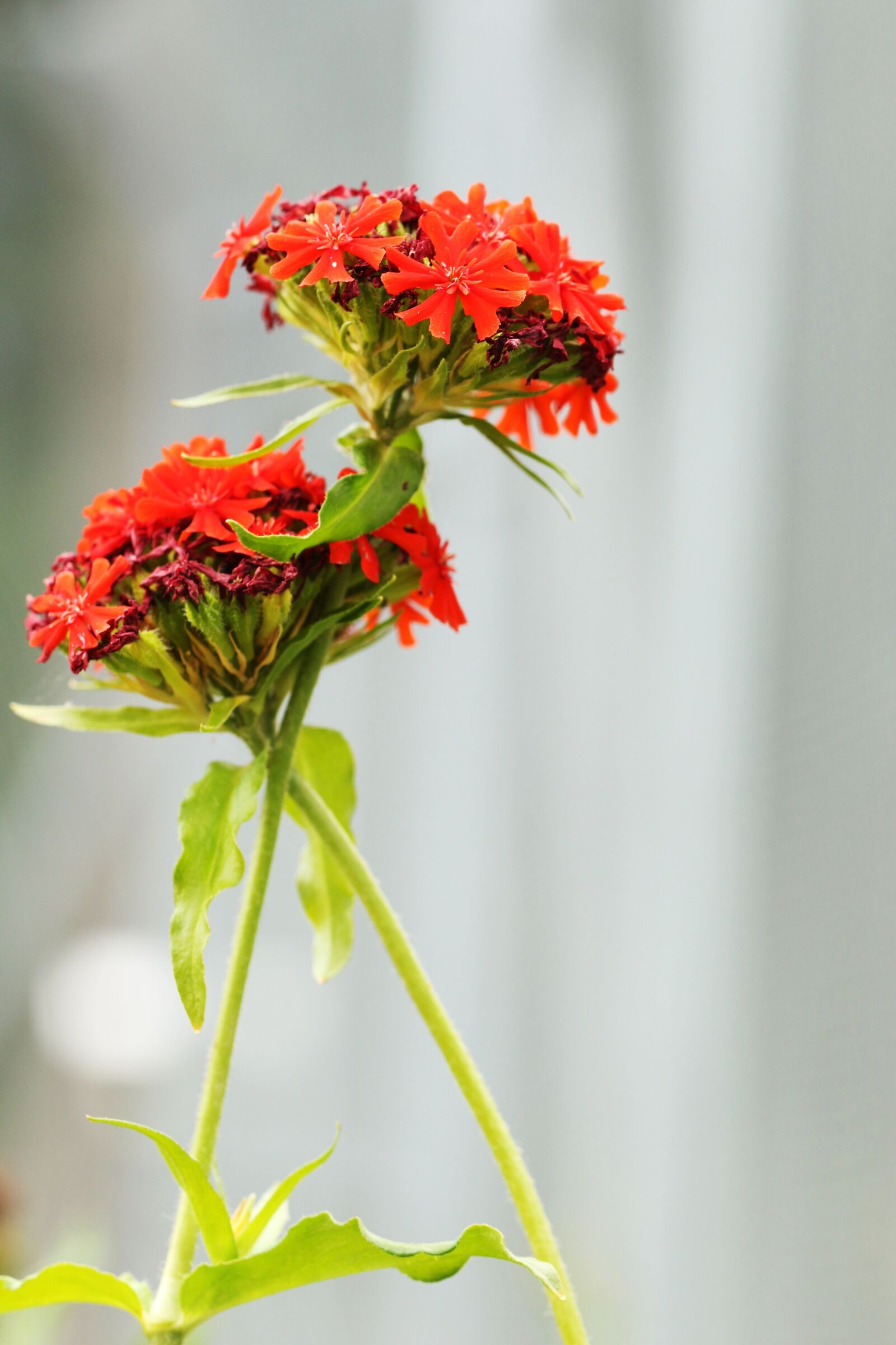 Canon EOS 7D Mark II sample photo. Summer flower, garden flower photography