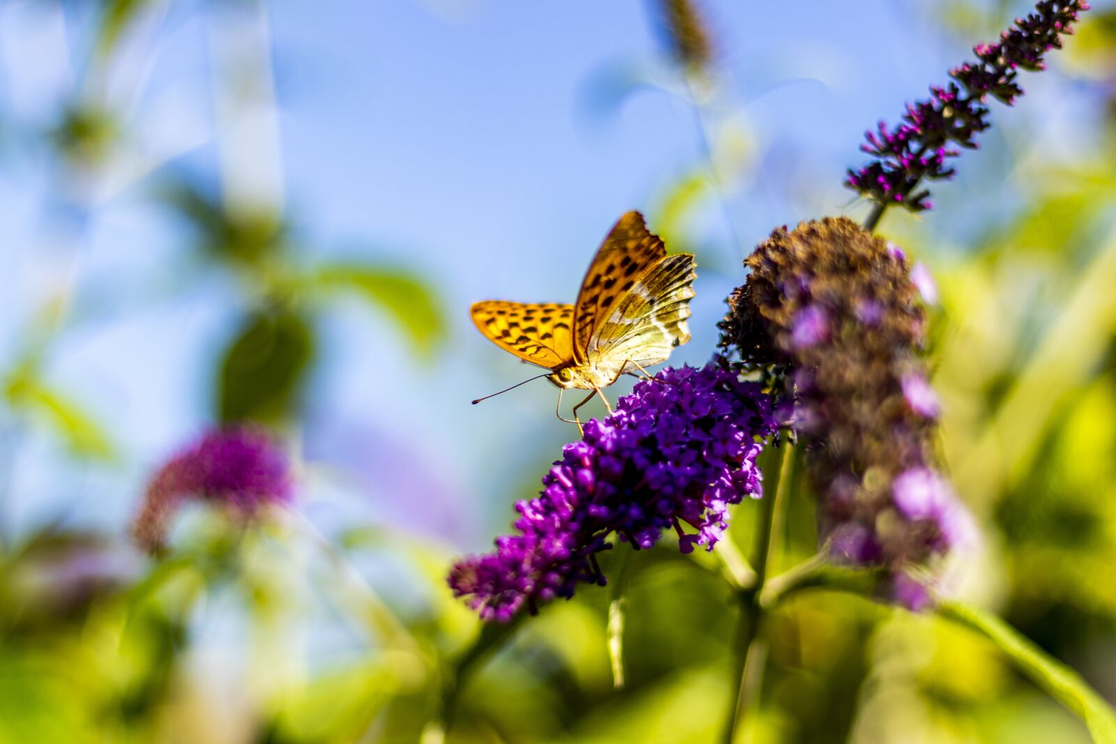 Canon EOS 77D (EOS 9000D / EOS 770D) + Canon EF 50mm F1.8 STM sample photo. Butterfly, flower, insect photography