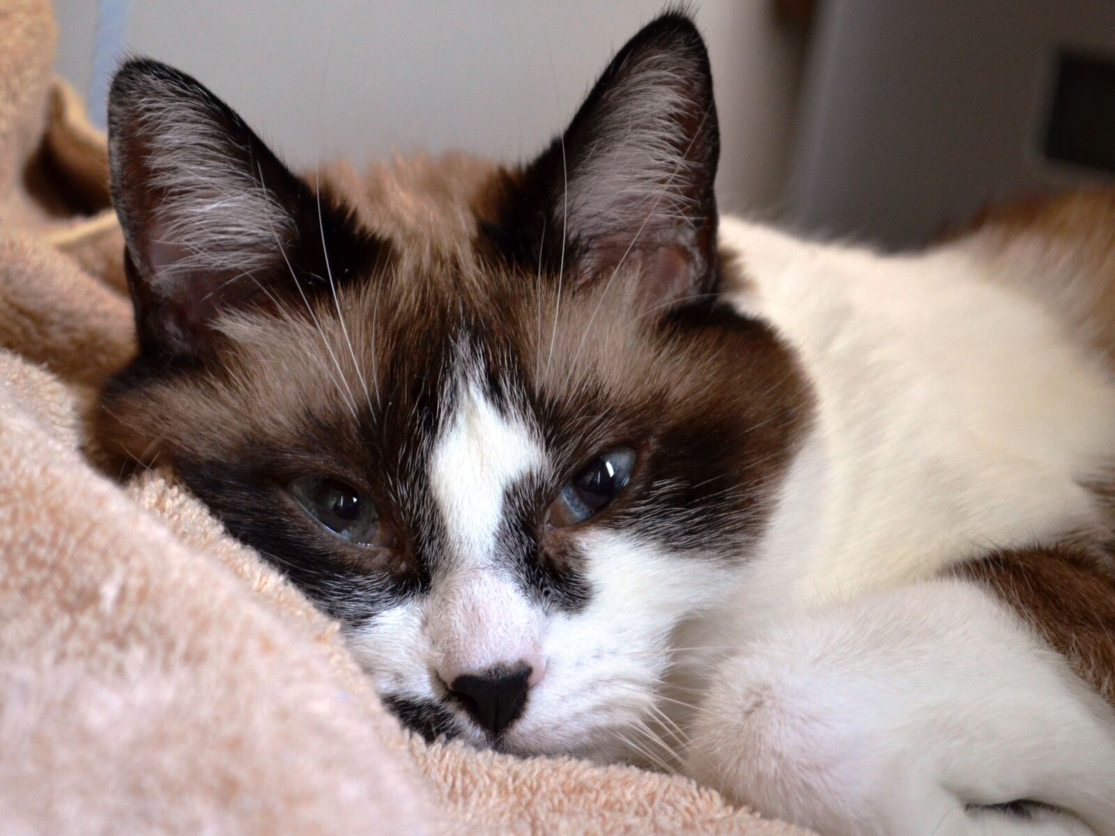 Nikon D5100 sample photo. Cat, siamese, mix photography