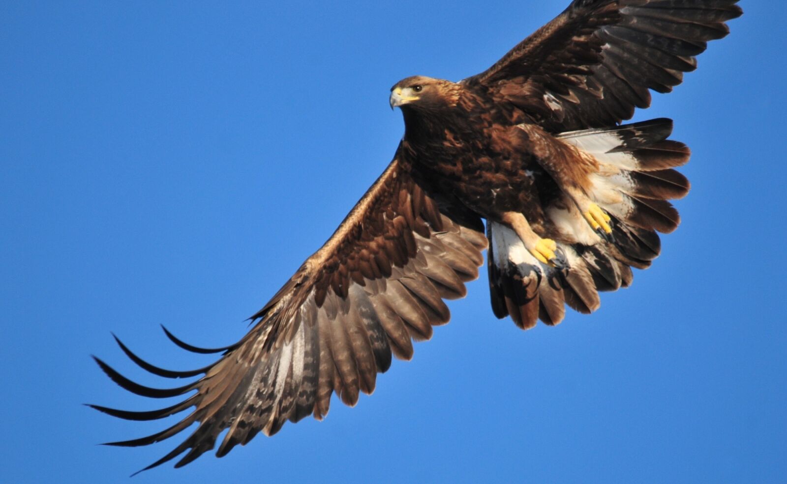 Nikon D300 sample photo. Golden eagle, soaring, bird photography