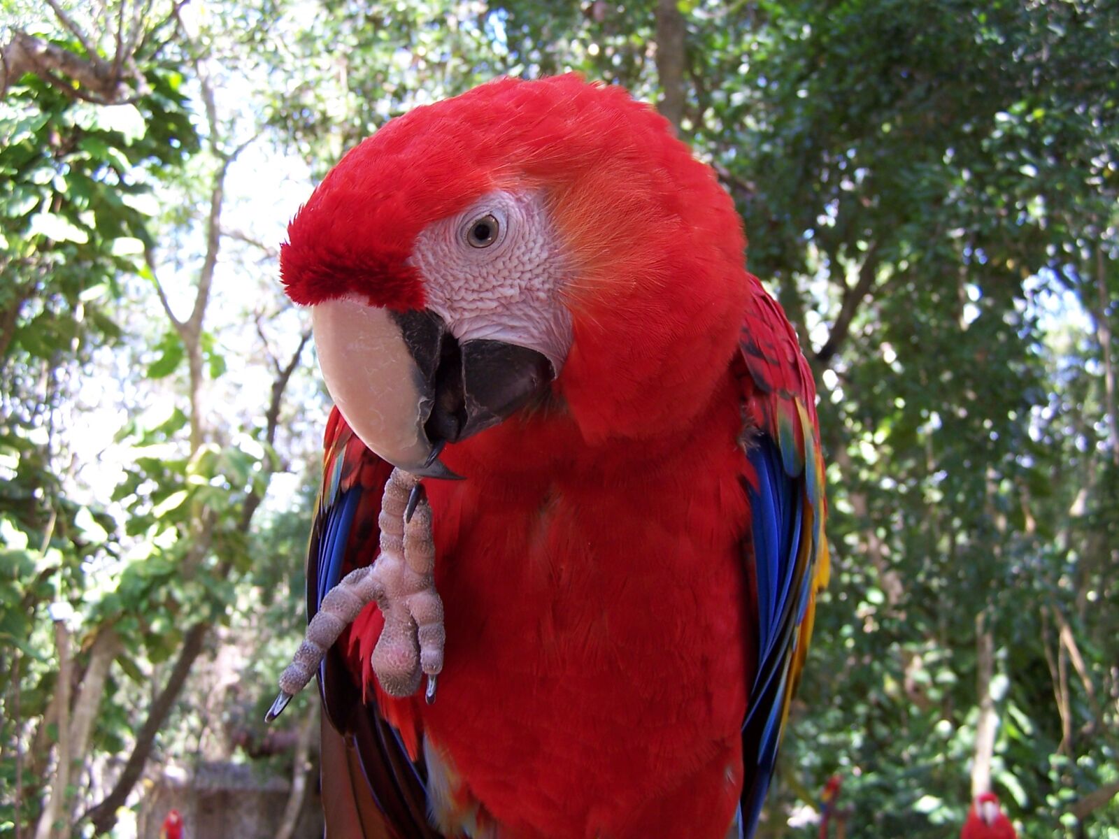 Kodak DX6490 ZOOM DIGITAL CAMERA sample photo. Parrot photography