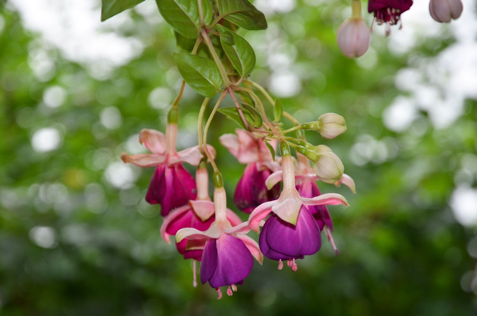 Nikon D7000 sample photo. Fuchsia, flower, nature photography