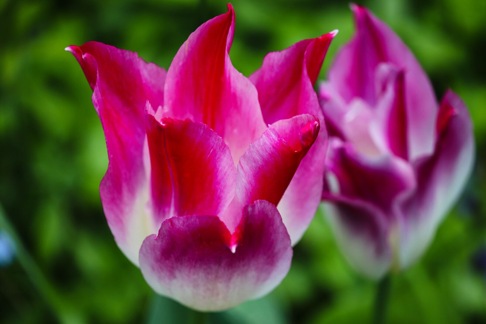 Canon EOS 200D (EOS Rebel SL2 / EOS Kiss X9) sample photo. Tulip, tulipa, pink photography