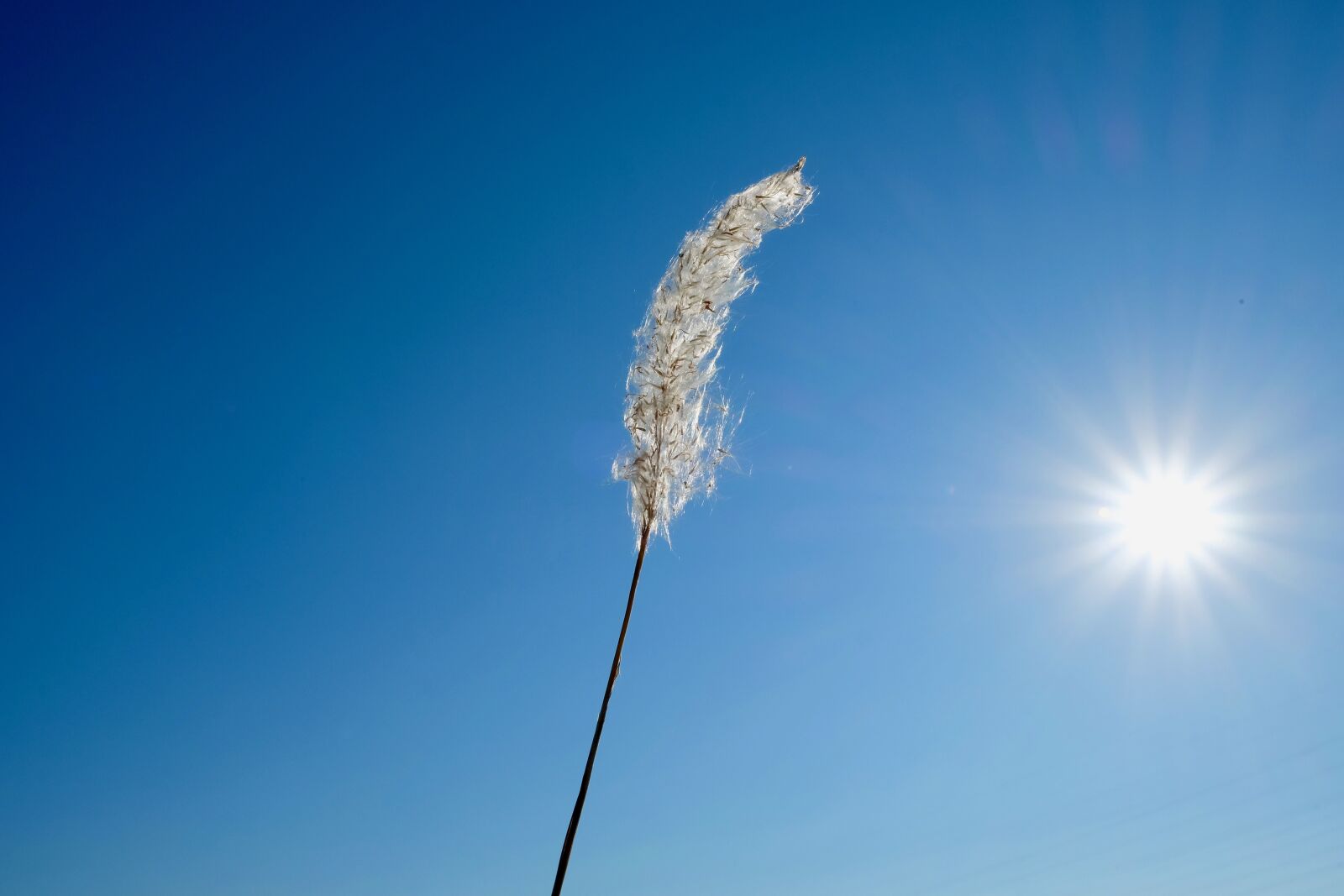 Fujifilm X-T10 sample photo. Wild grasses, pure, sun photography