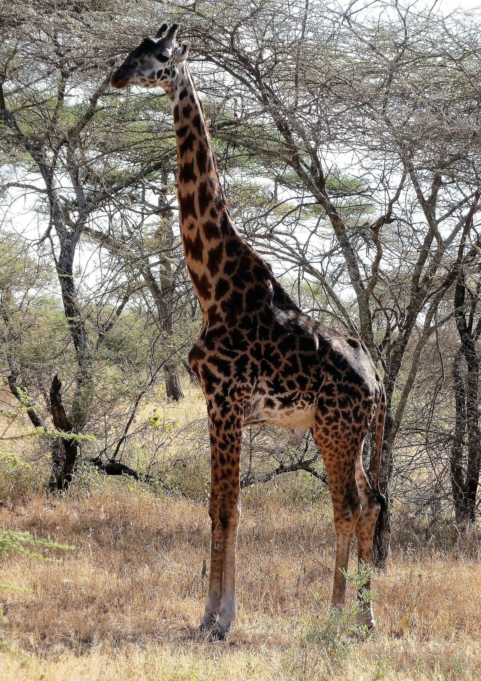 Panasonic Lumix DMC-ZS5 (Lumix DMC-TZ8) sample photo. Giraffe, wilderness, wild photography