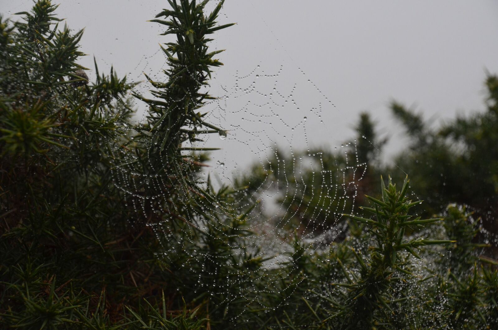 Nikon D5100 sample photo. Cobweb, dew, drip photography