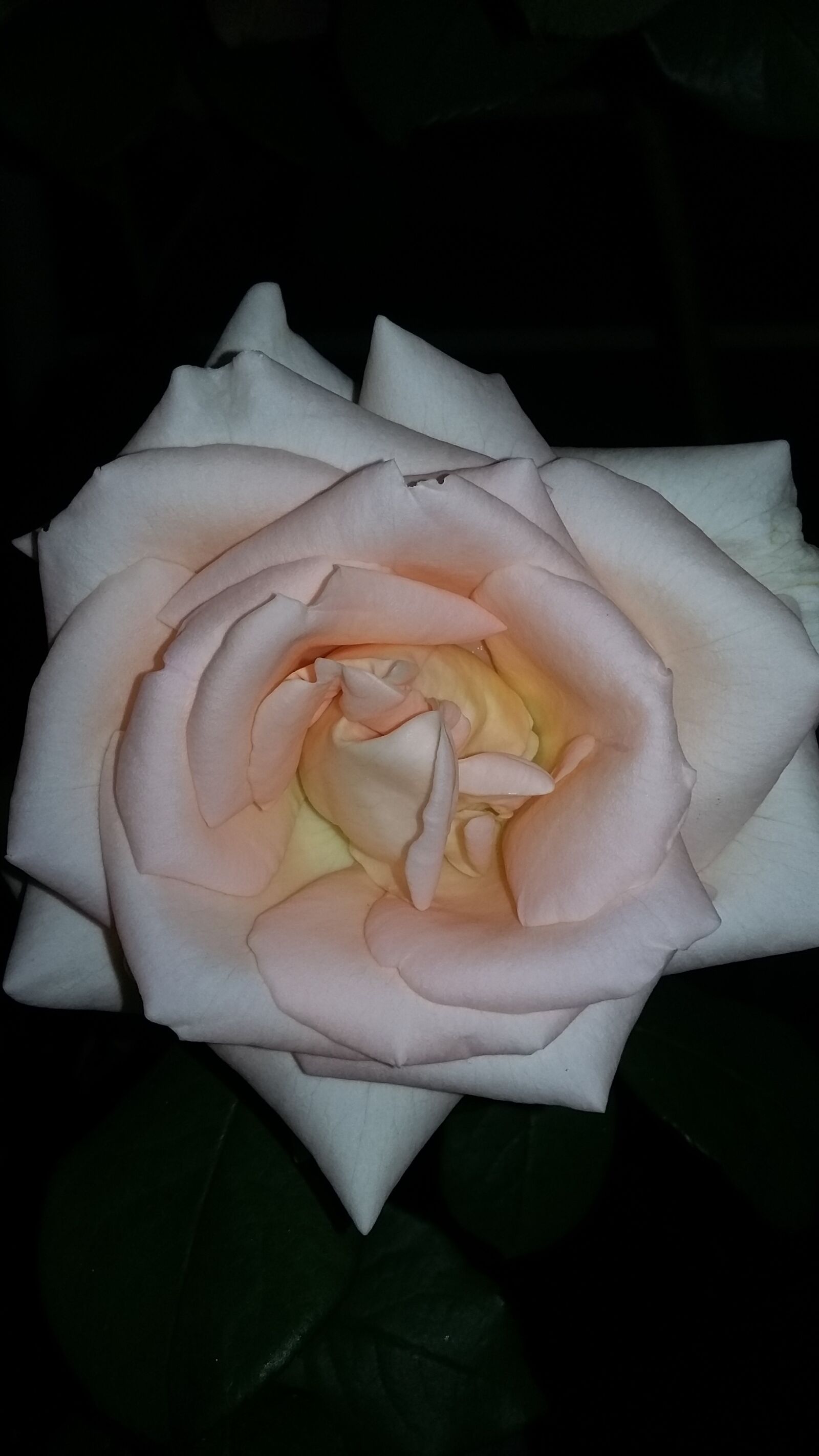Samsung Galaxy Grand Prime sample photo. Roses, white rose, flowers photography