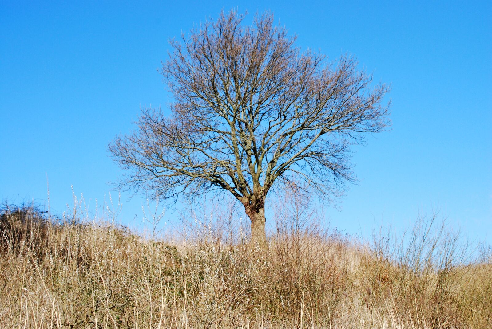 Nikon D60 sample photo. Tree, winter, aesthetic photography