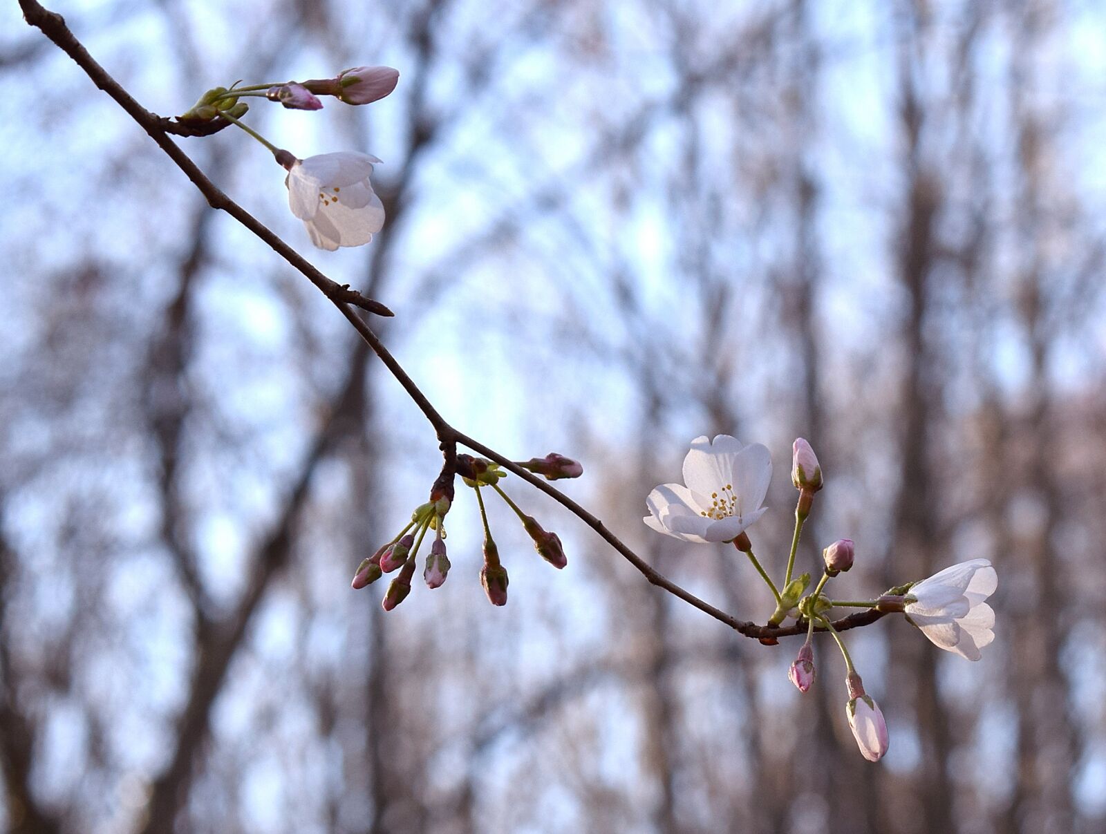 Nikon D3300 sample photo. Wild cherry blossoms, wild photography