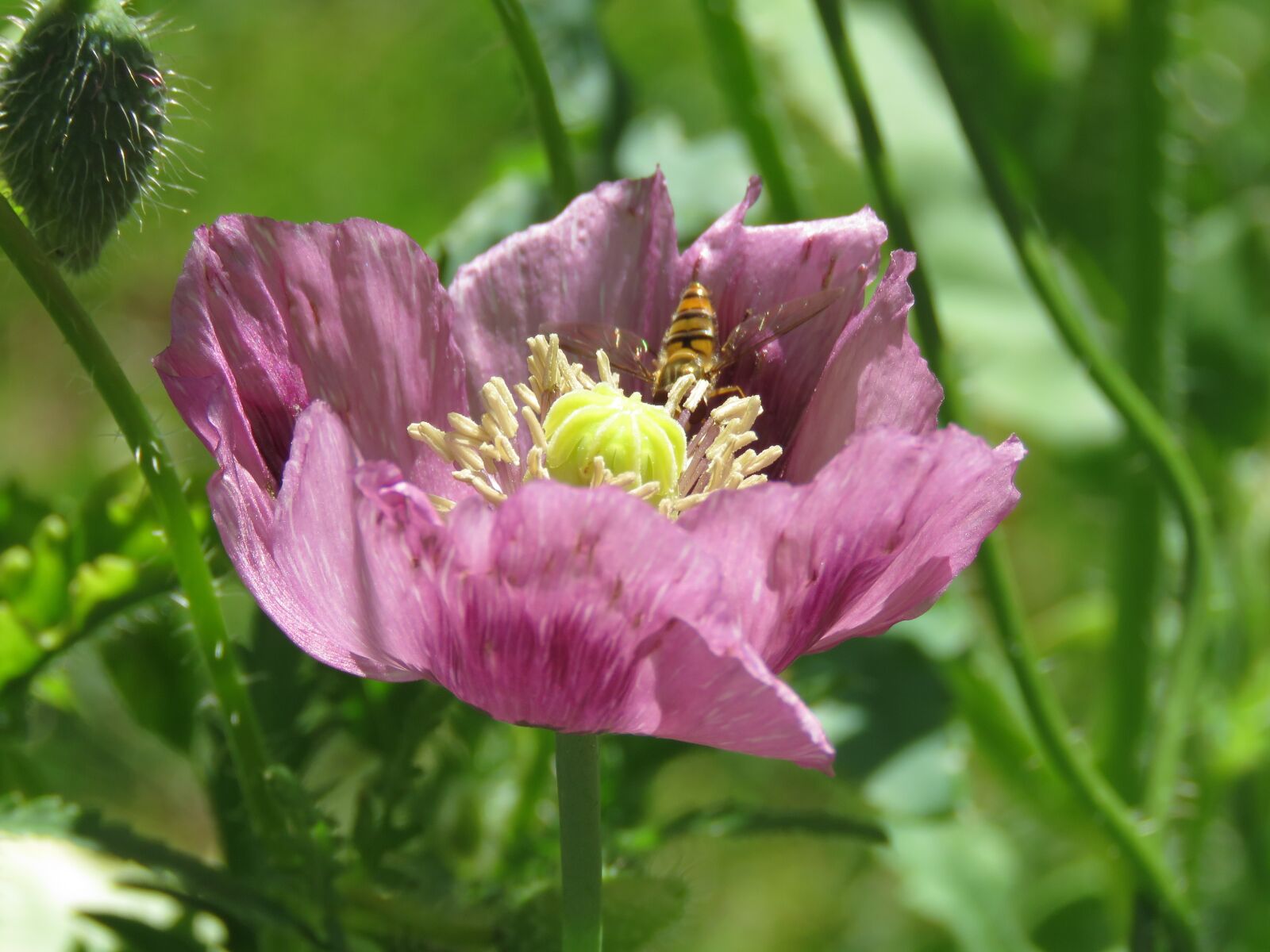 Canon PowerShot SX60 HS sample photo. Poppy, flower, blossom photography