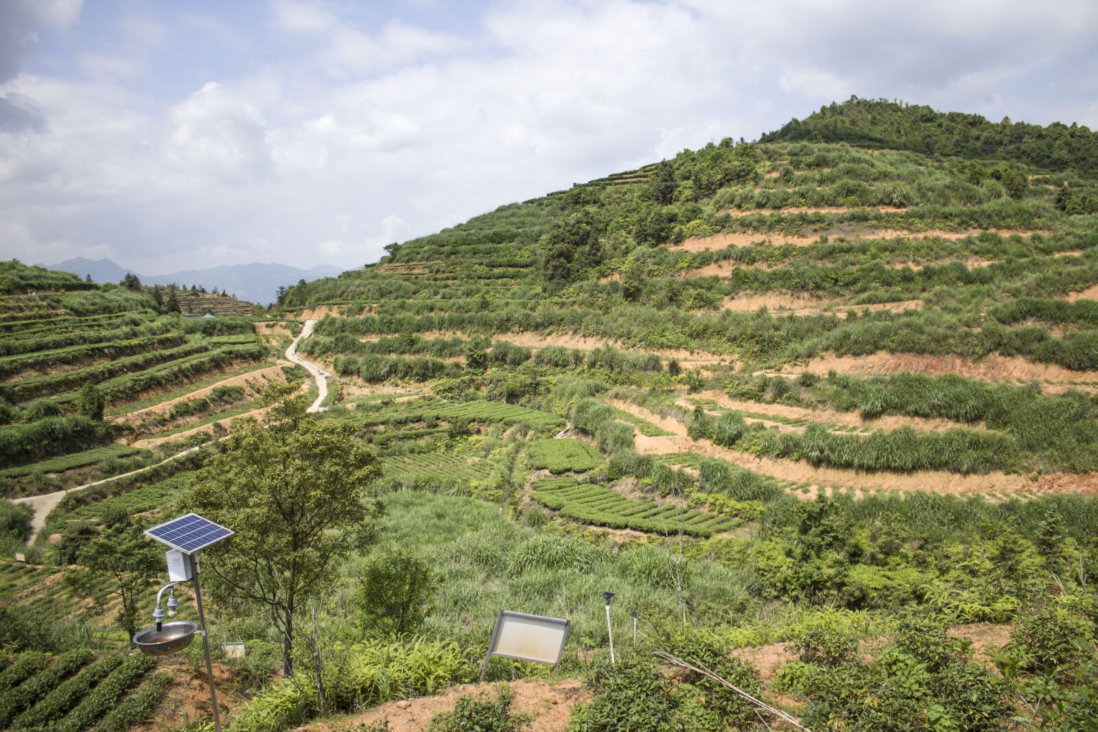 Canon EOS 650D (EOS Rebel T4i / EOS Kiss X6i) sample photo. Anxi tieguanyin tea, mountain photography