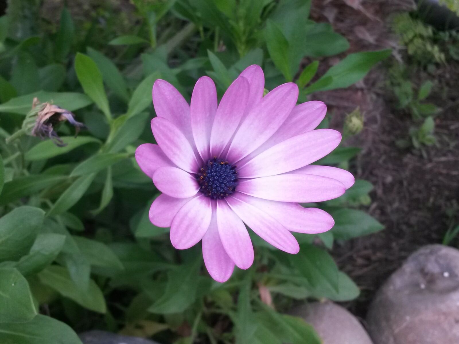 Samsung Galaxy S4 Mini sample photo. Plant, flower, nature photography
