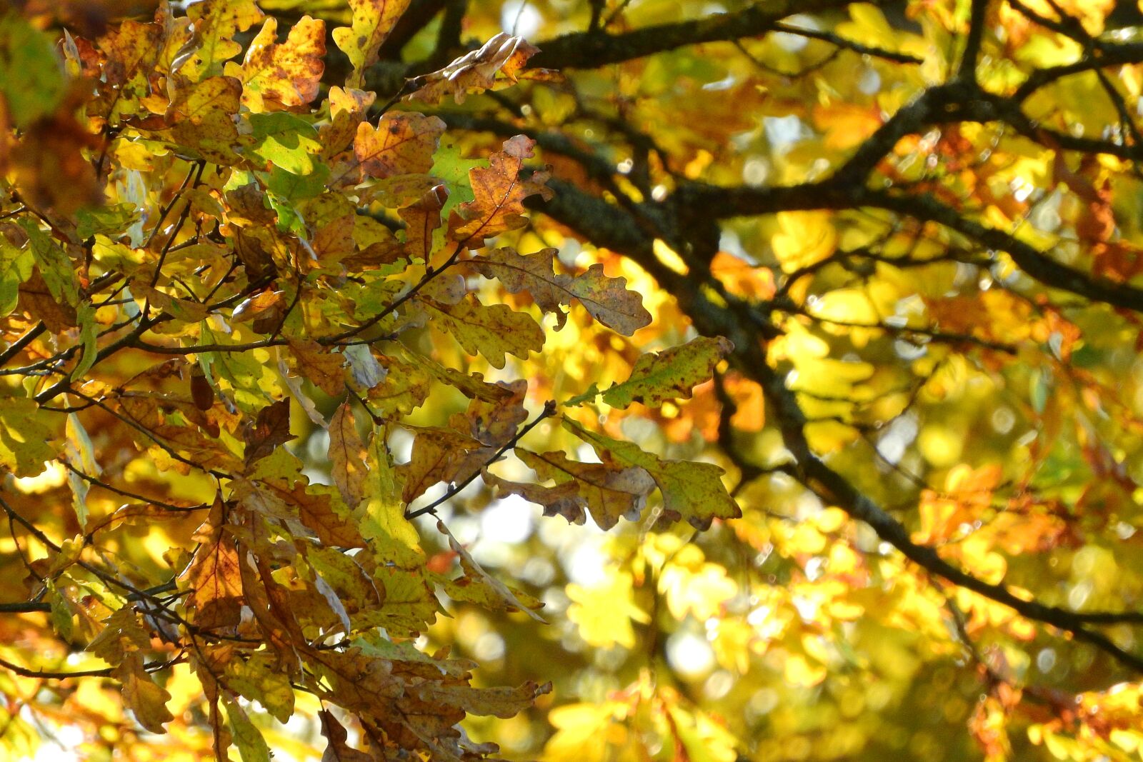 Nikon Coolpix P610 sample photo. Oak, oak leaves, branch photography