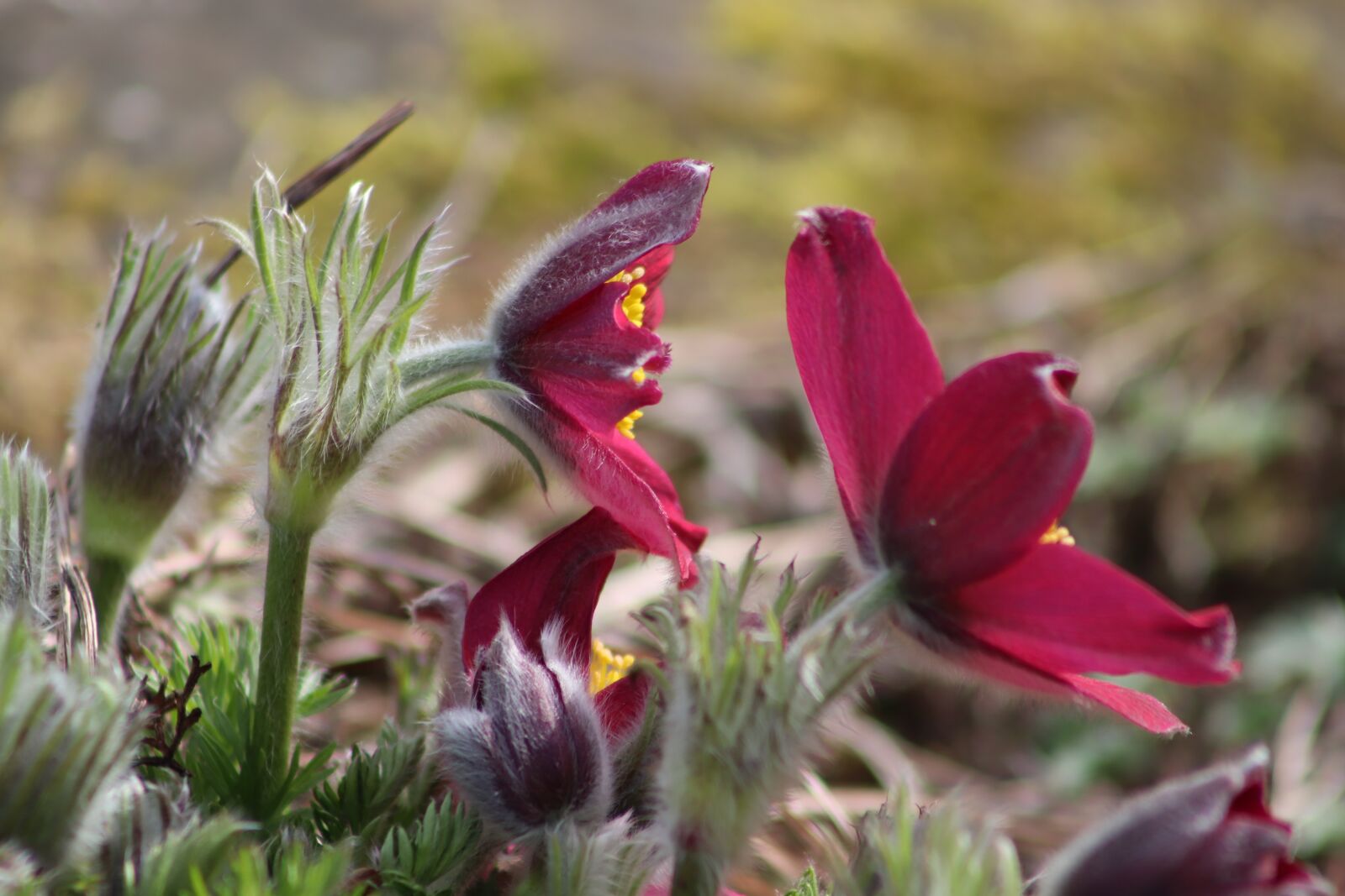 Canon EOS 800D (EOS Rebel T7i / EOS Kiss X9i) sample photo. Pasqueflower, pasque flower, flowers photography