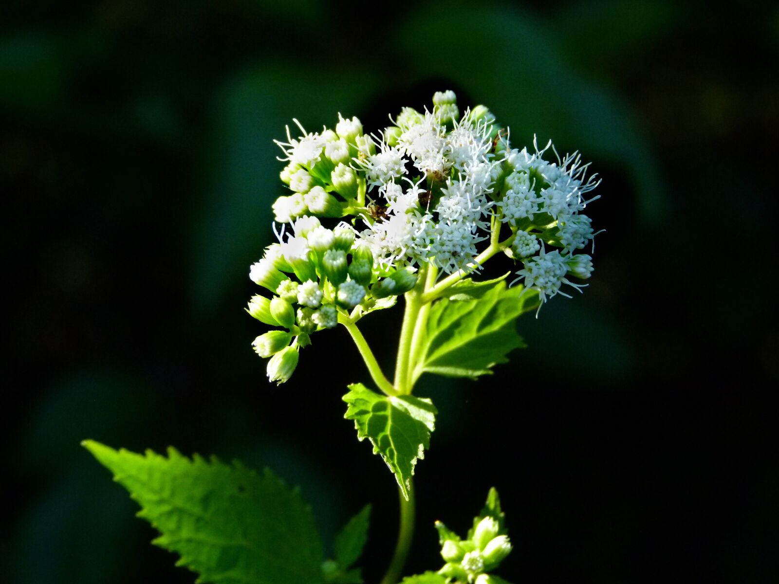Panasonic Lumix DMC-FZ100 sample photo. White snakeroot, plant, weed photography