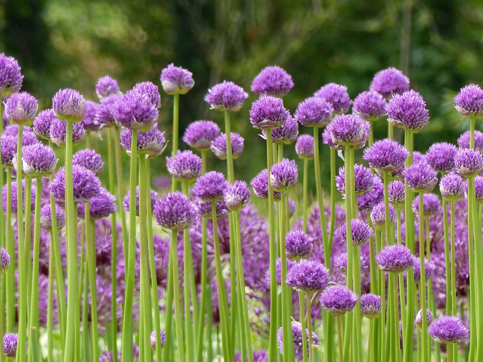 Panasonic Lumix DMC-FZ200 sample photo. Allium, bulbs, purple photography