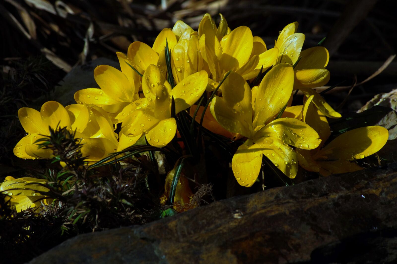 Sony SLT-A58 sample photo. Crocus, yellow, flower photography