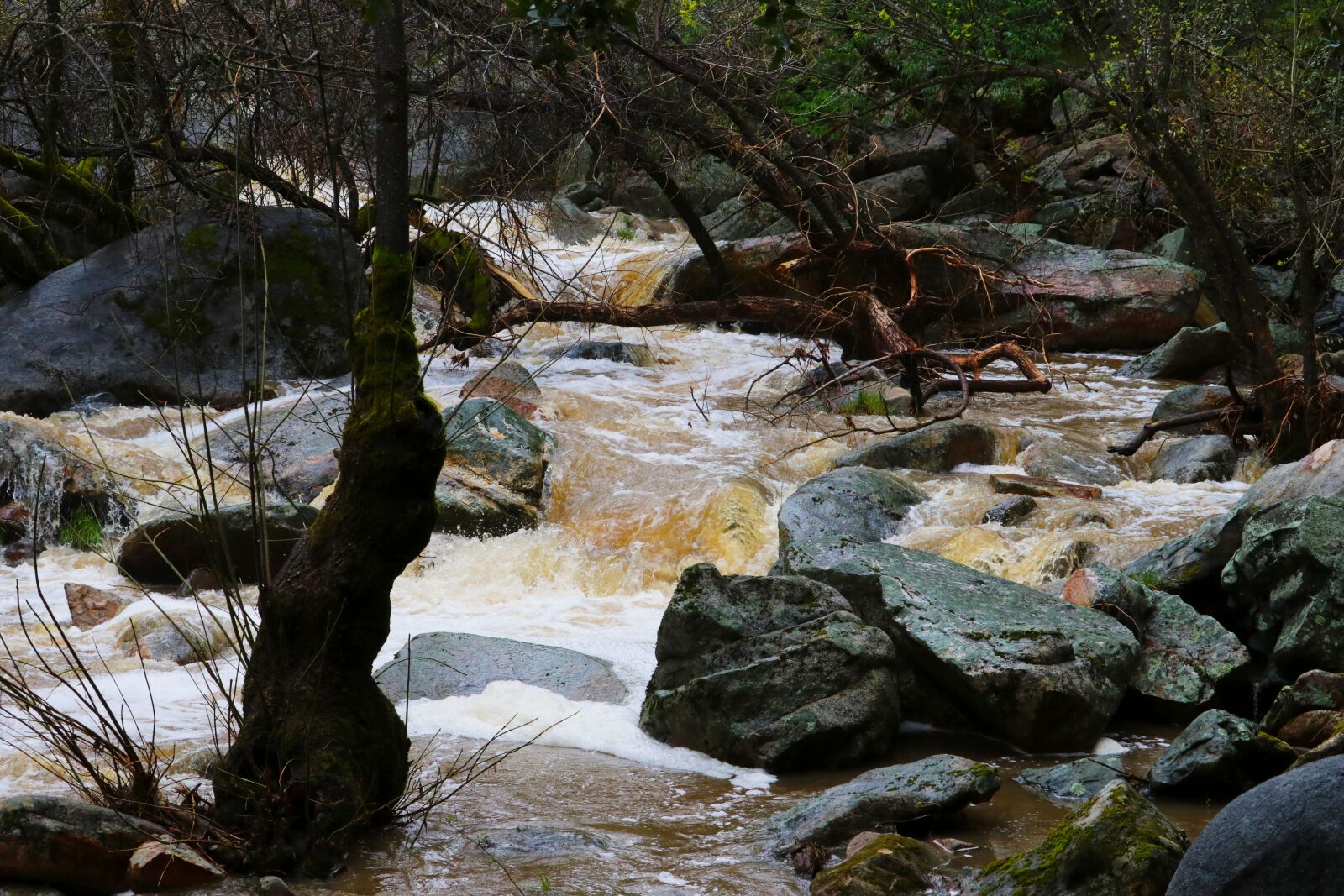 Canon EOS 80D + Canon EF-S 55-250mm F4-5.6 IS STM sample photo. Water, creek, stream photography
