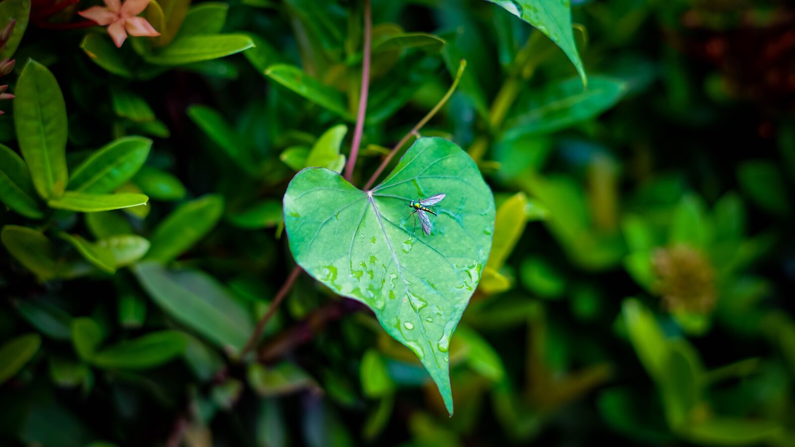 Sony a6000 sample photo. Leaf, insect, beetle photography