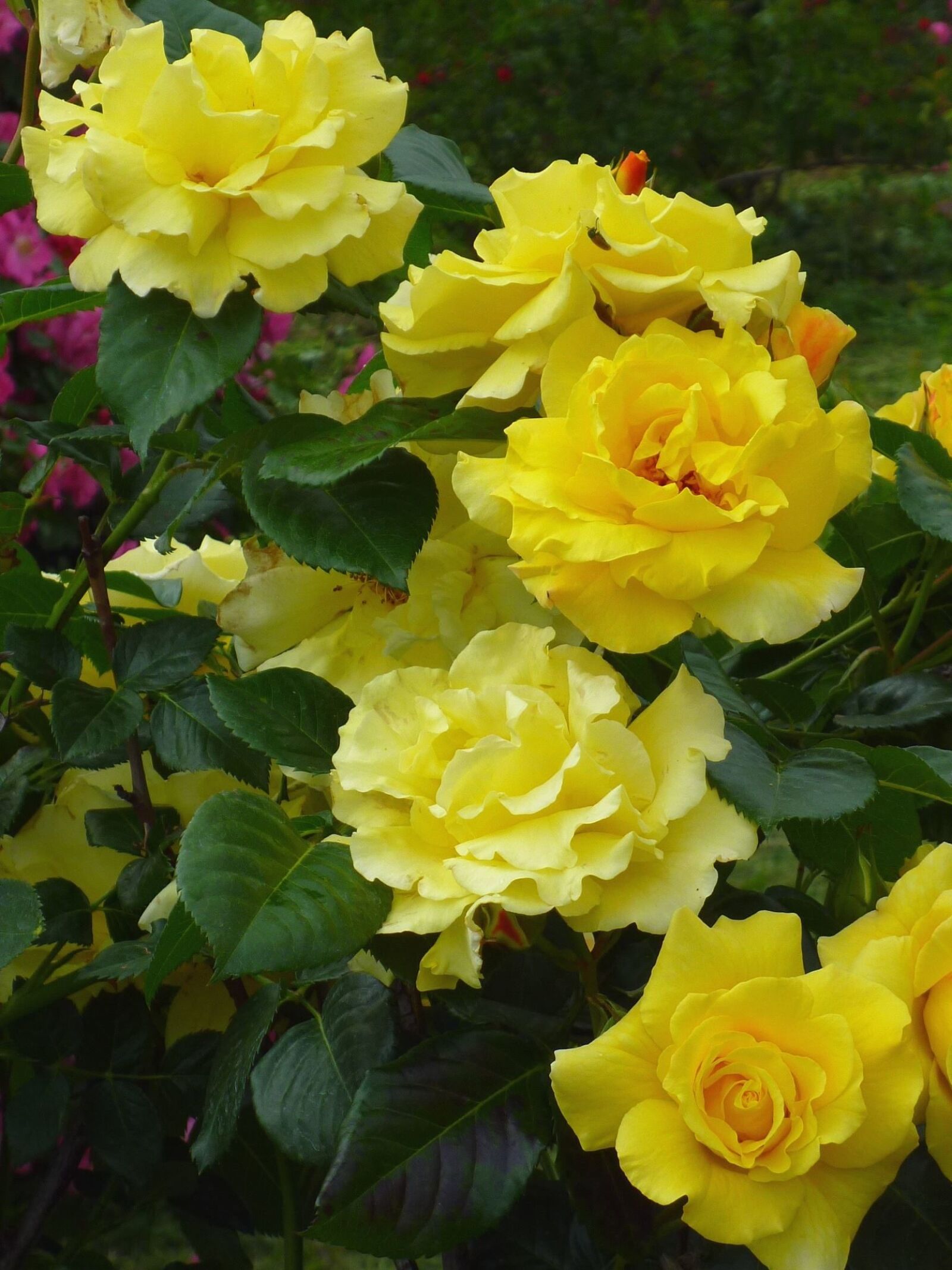 Panasonic Lumix DMC-S1 sample photo. Yellow, rose, flower, flowering photography