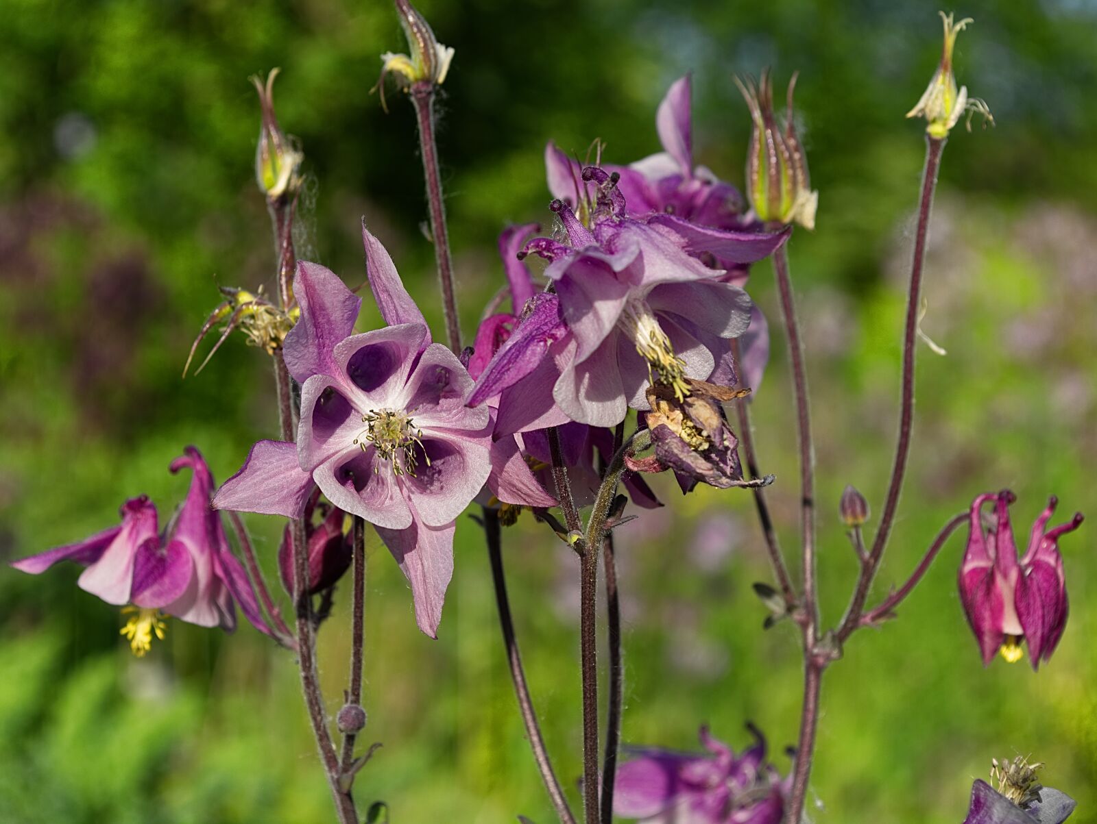 Nikon D5200 sample photo. Flora, flower, garden photography