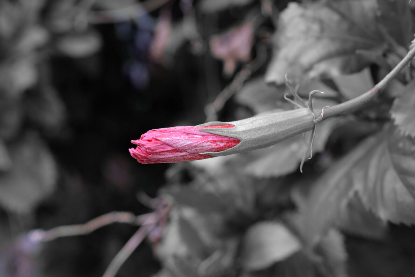 Nikon D5200 sample photo. Hibiscus, flower, red photography