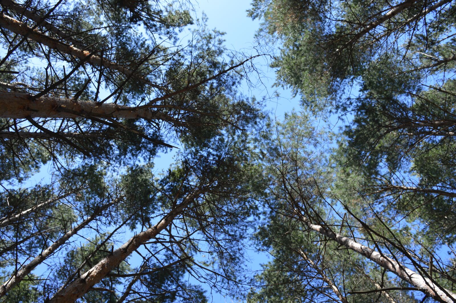 Nikon D3200 sample photo. Pine, spring, april photography