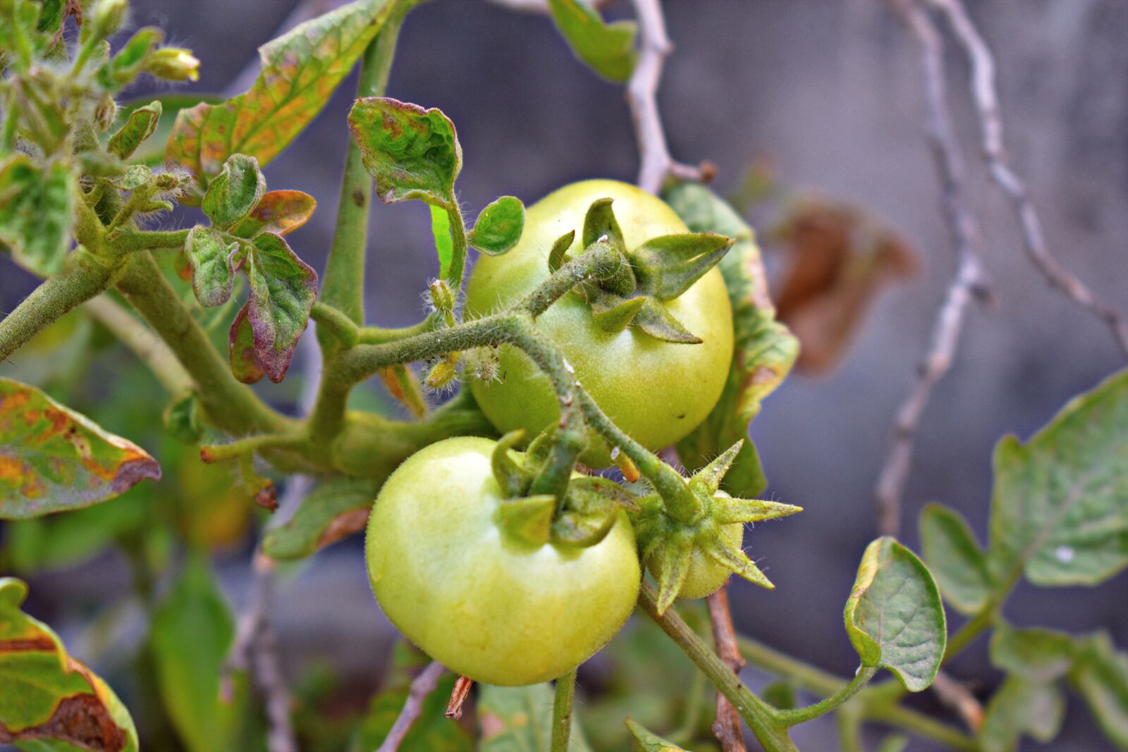 Nikon D5600 sample photo. Raw tomatoes, green tomatoes photography