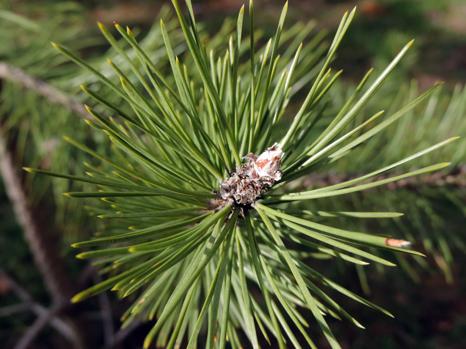 Nikon Coolpix P520 sample photo. Conifer, green leaf, spruce photography