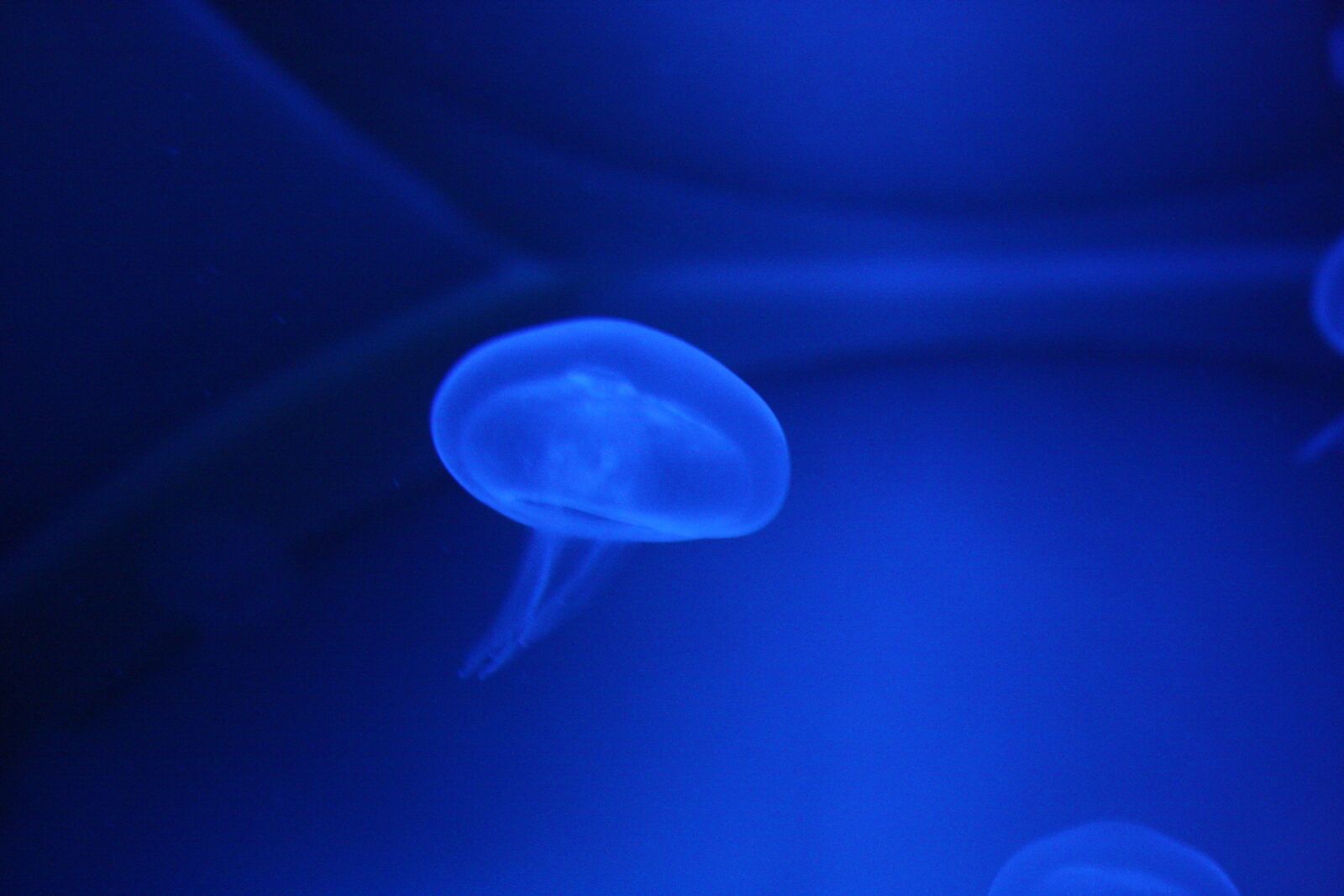 Canon EOS 1000D (EOS Digital Rebel XS / EOS Kiss F) sample photo. Medusa, sea, ocean photography