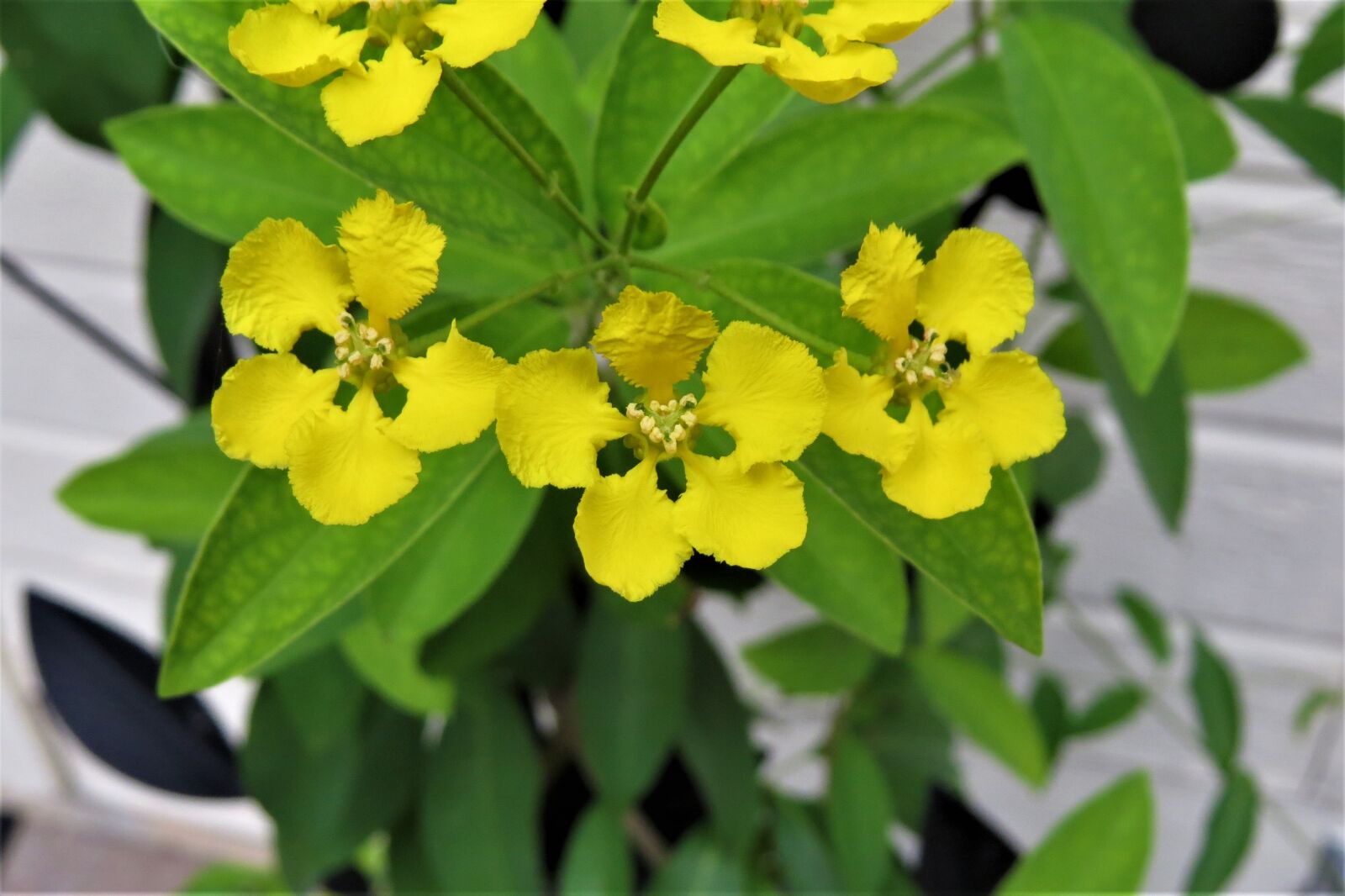 Canon PowerShot SX50 HS sample photo. Flowers, yellow, garden photography