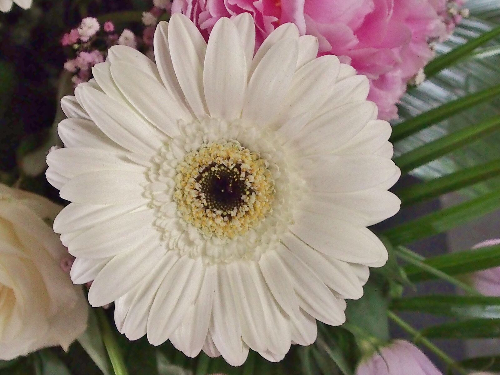 Olympus OM-D E-M5 sample photo. Gerbera, white, schnittblume photography