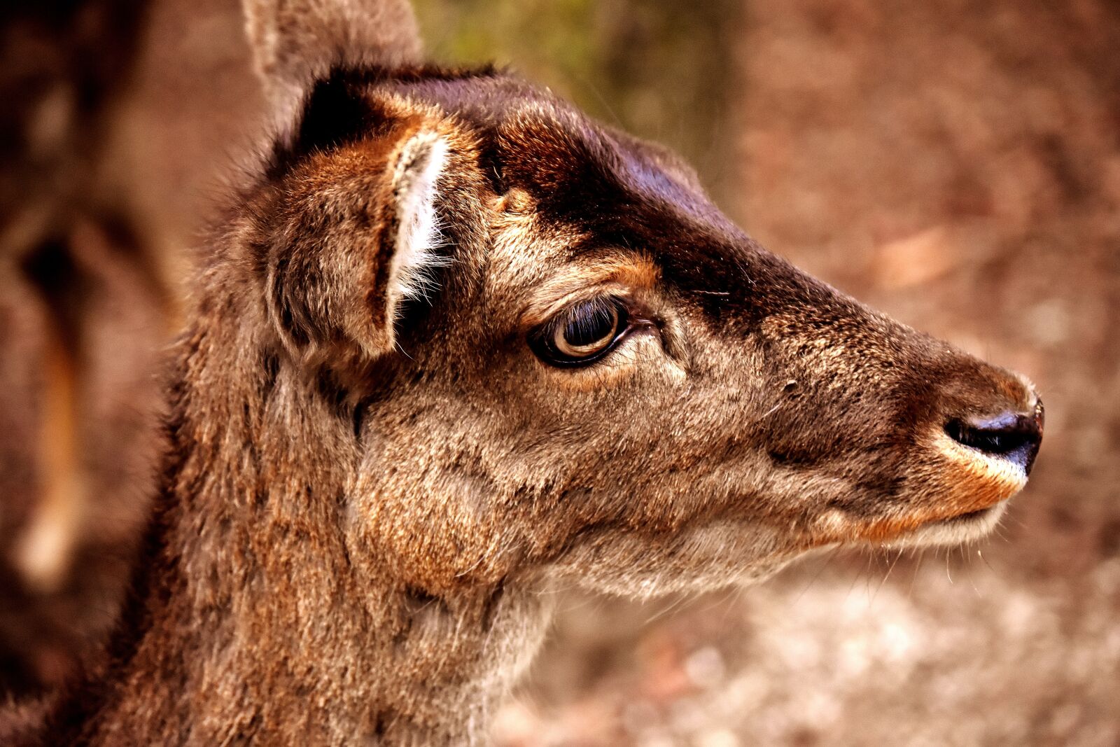 Nikon D7200 sample photo. Roe deer, animal, forest photography