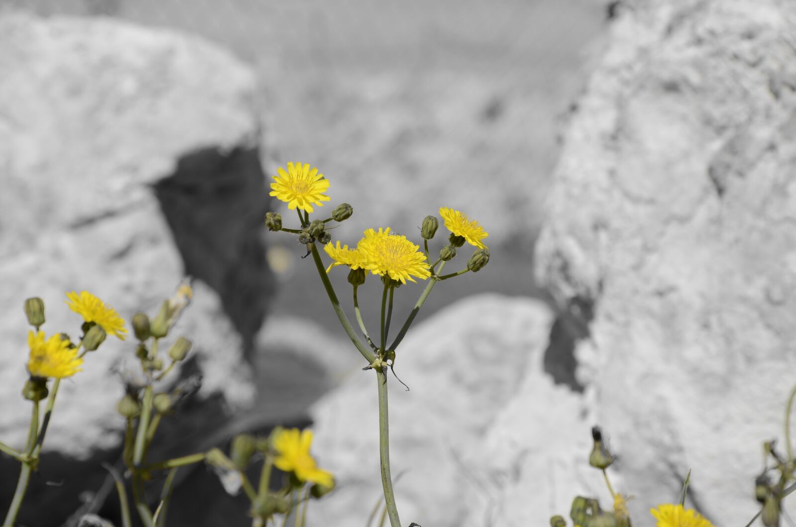 Nikon D5100 sample photo. Flowers, yellow, yellow flower photography