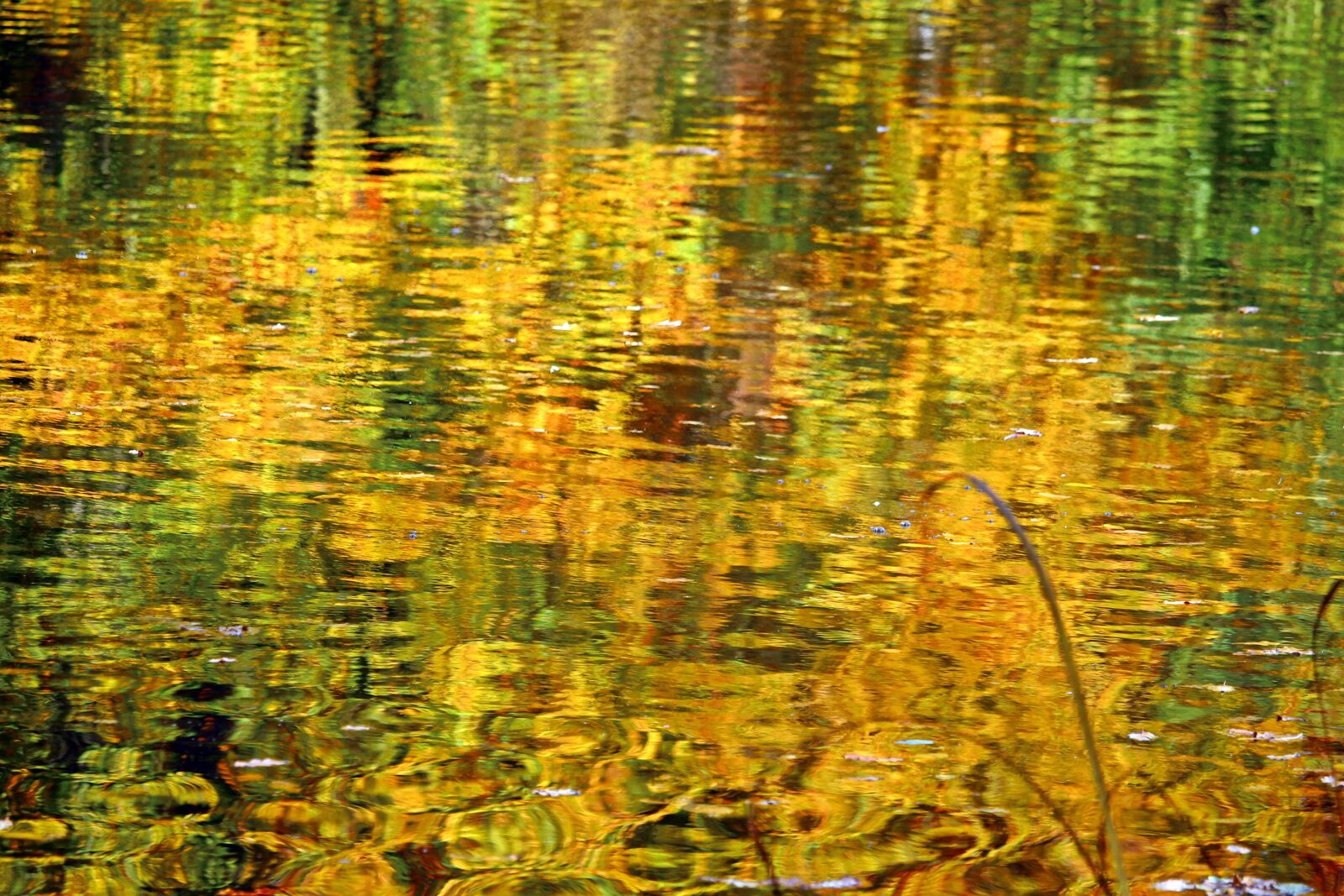 Canon EOS 100D (EOS Rebel SL1 / EOS Kiss X7) sample photo. Autumn, fall foliage, water photography