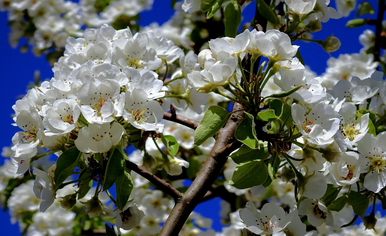 Nikon Coolpix P900 sample photo. Spring, flowers, flowering photography