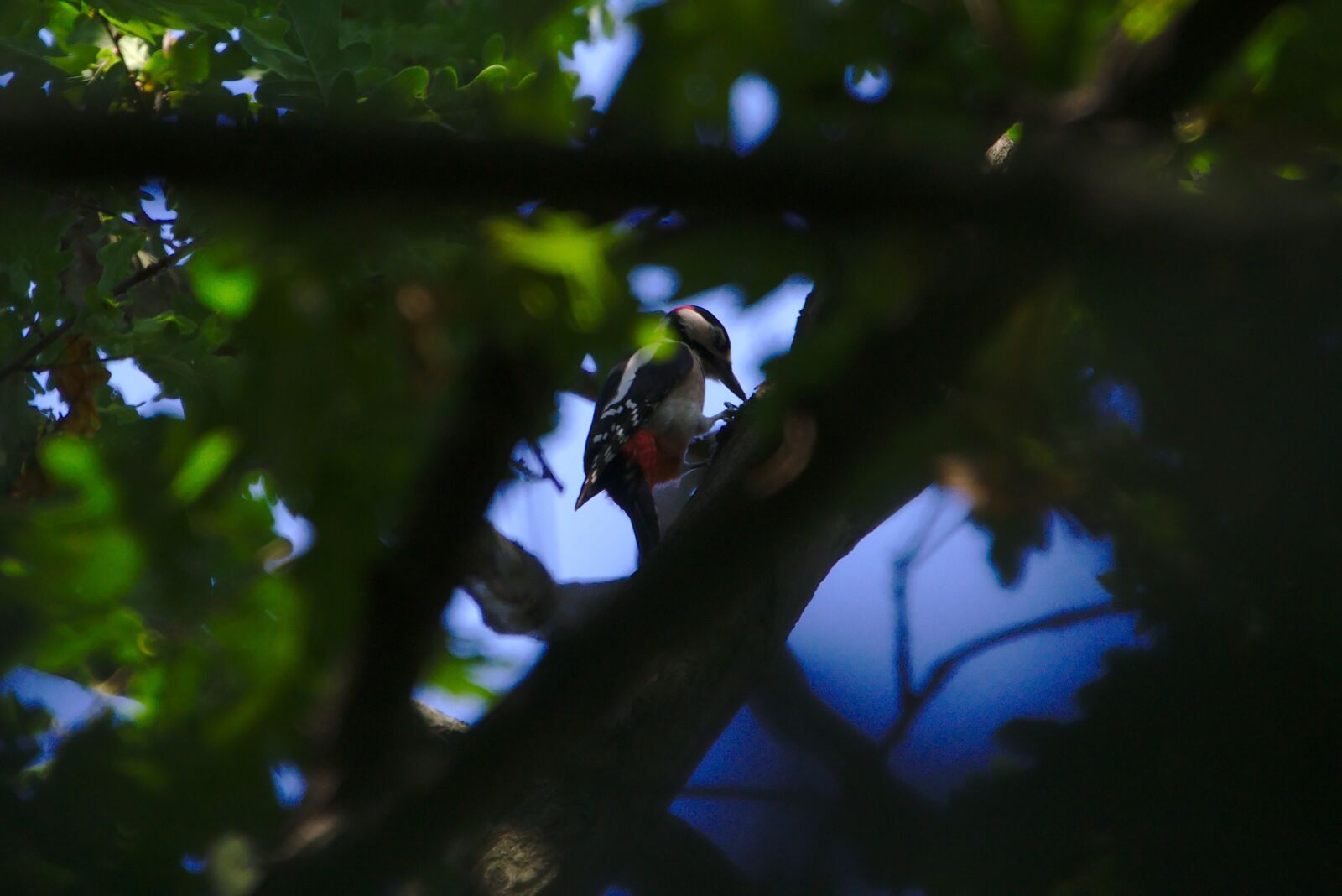 Sony FE 70-300mm F4.5-5.6 G OSS sample photo. Bird, woodpecker, tree photography